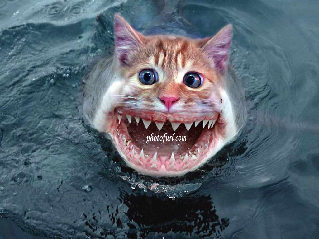 1024x768 Shark Cat Funny Style Wallpaper