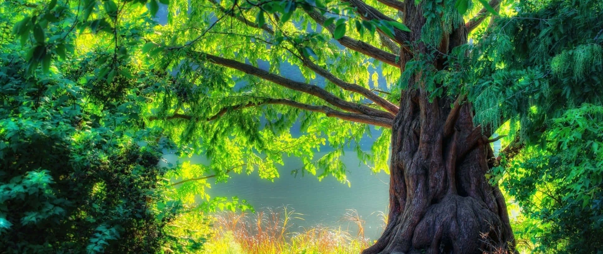 1920x810 Ultra Wide Nature Wallpaper