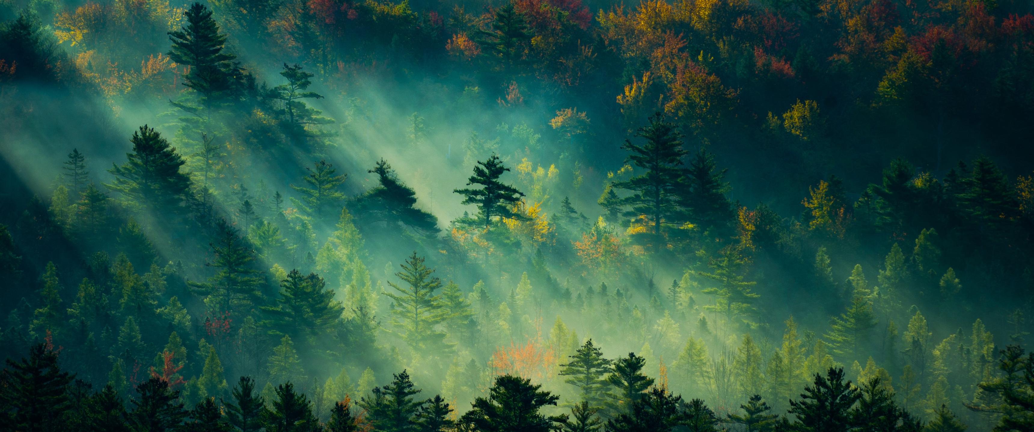 3440x1440 Forest [3440x1440]