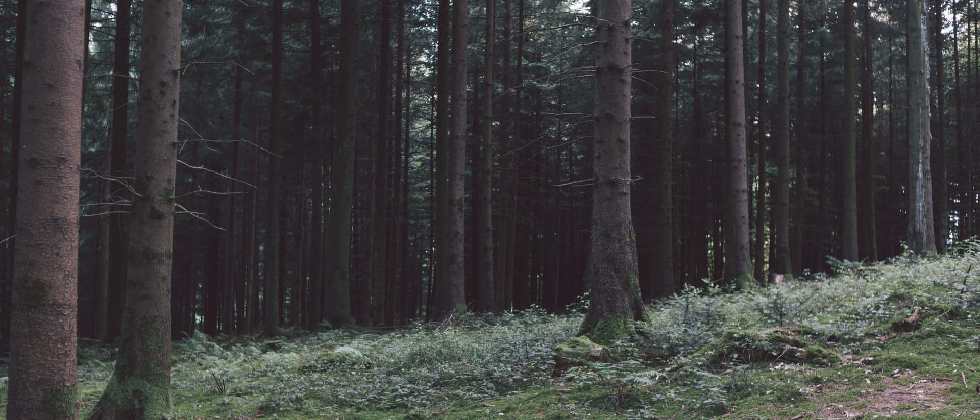 1920x823 Ultra Wide Nature Wallpaper