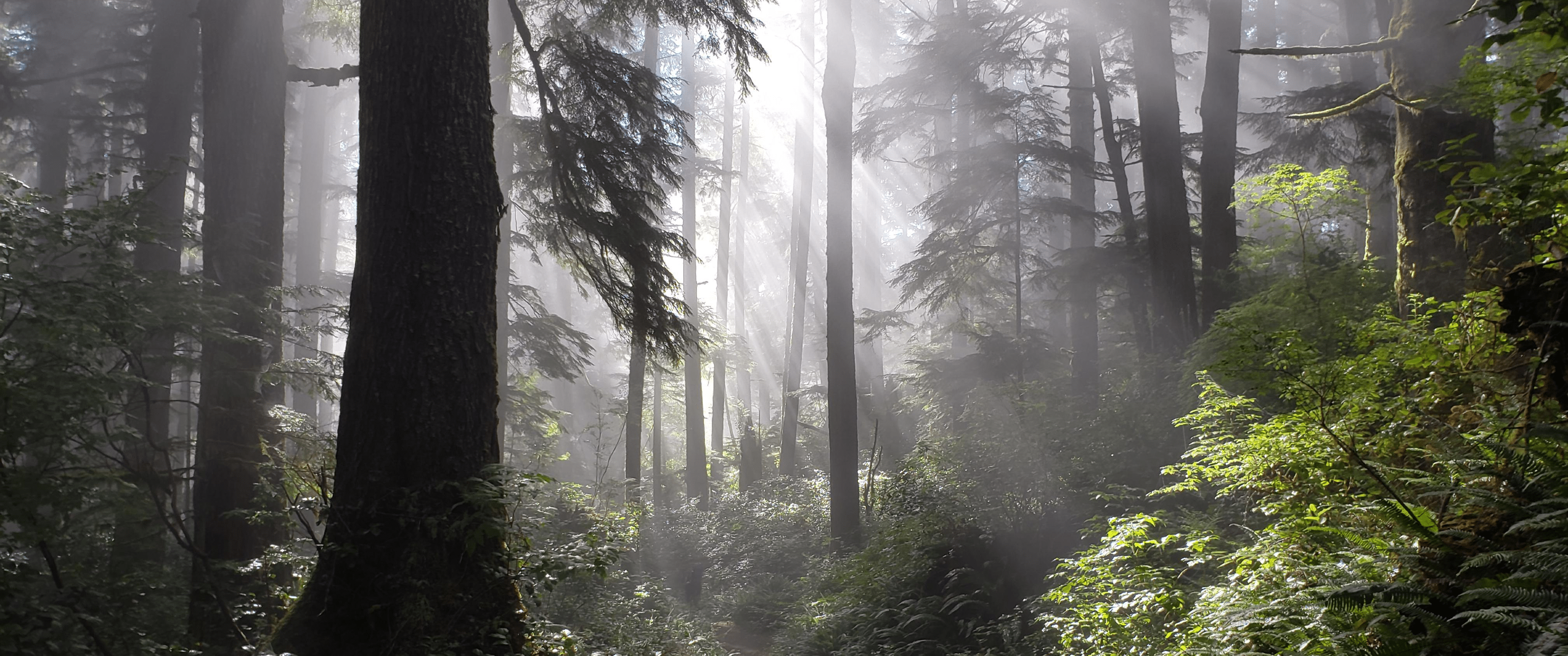 3440x1440 Nature Dump 12 [3440x1440]
