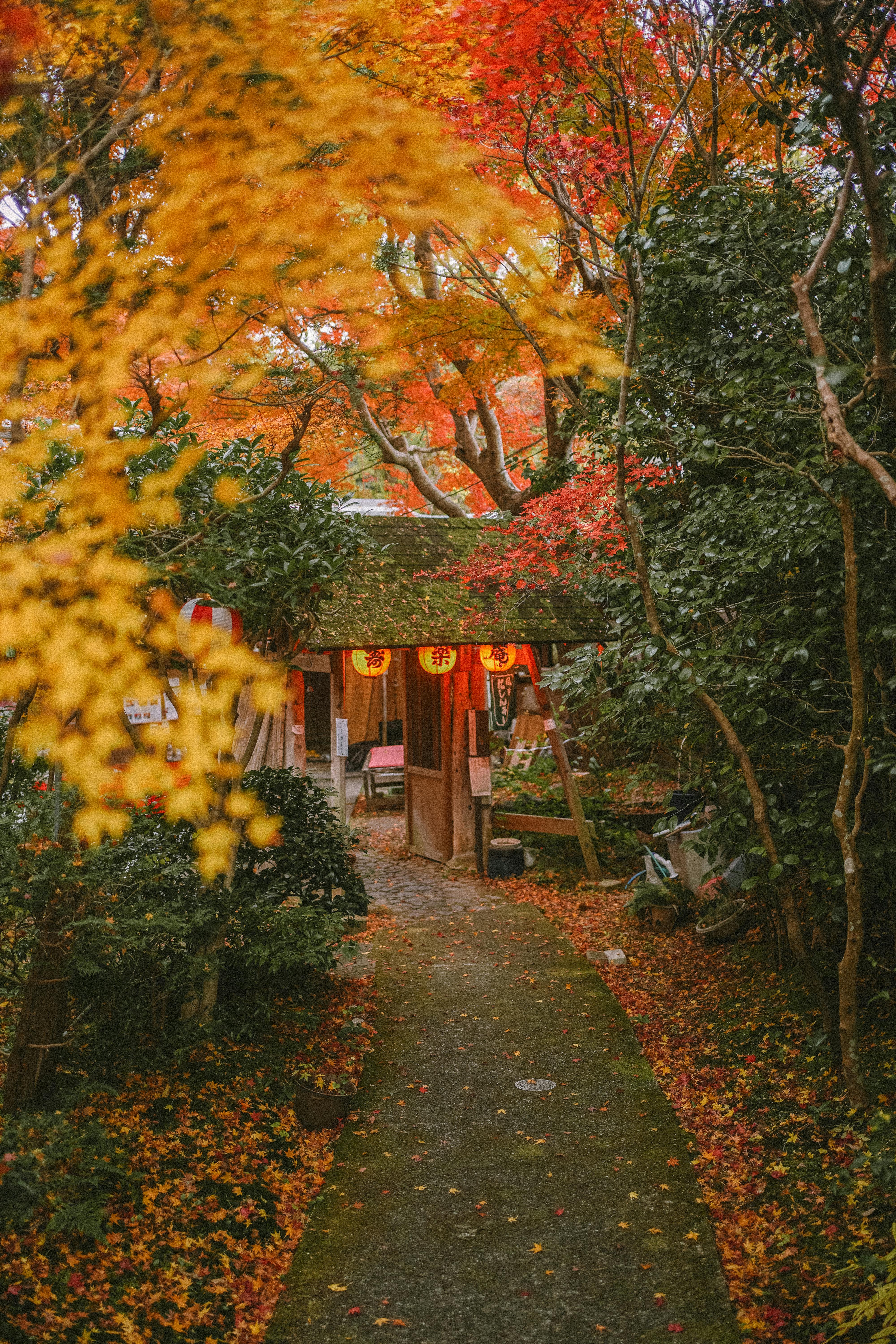 4000x6000 Japanese Nature Photo, Download The BEST Free Japanese Nature & HD Image
