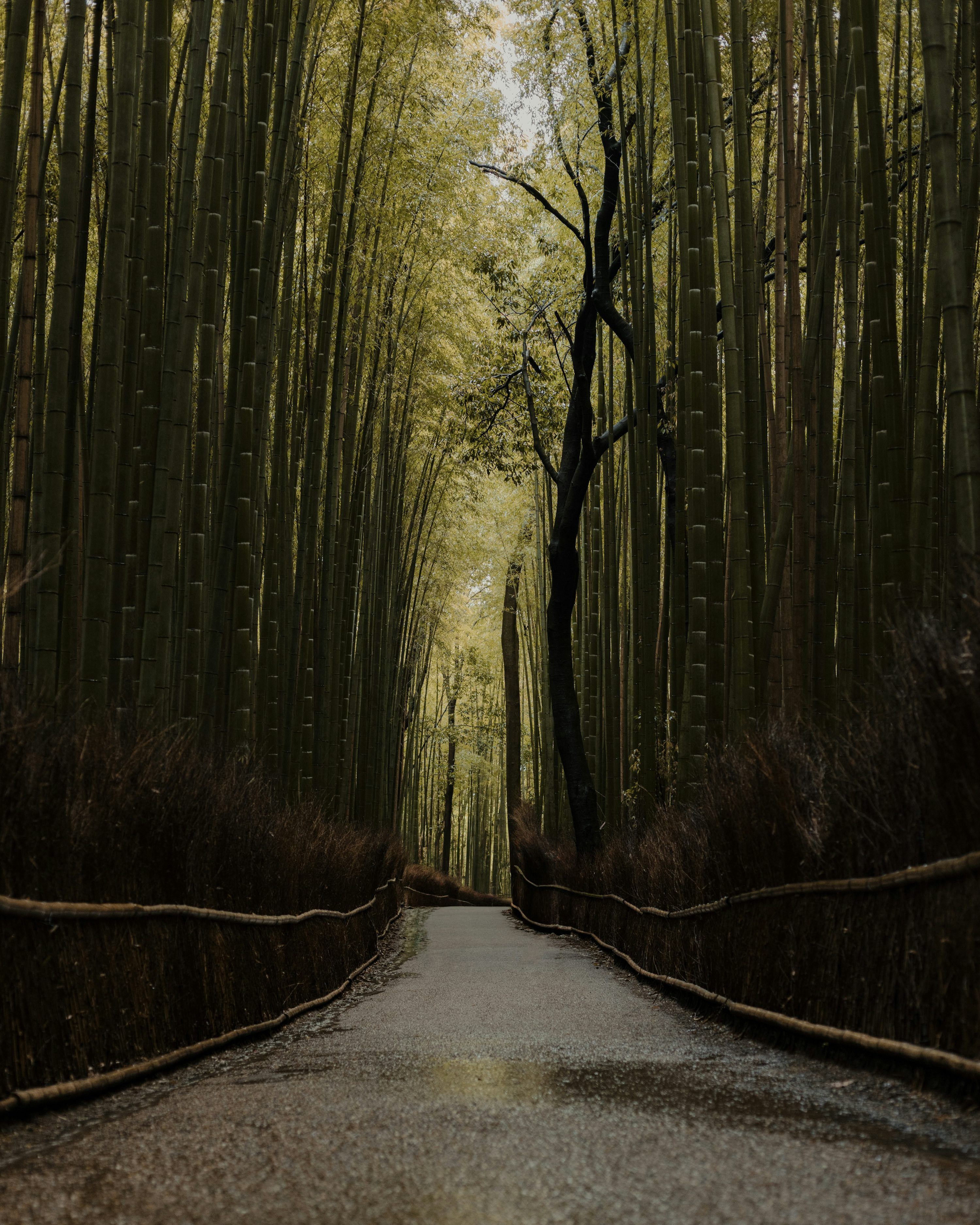 3000x3750 Japan Nature Picture. Download Free Image