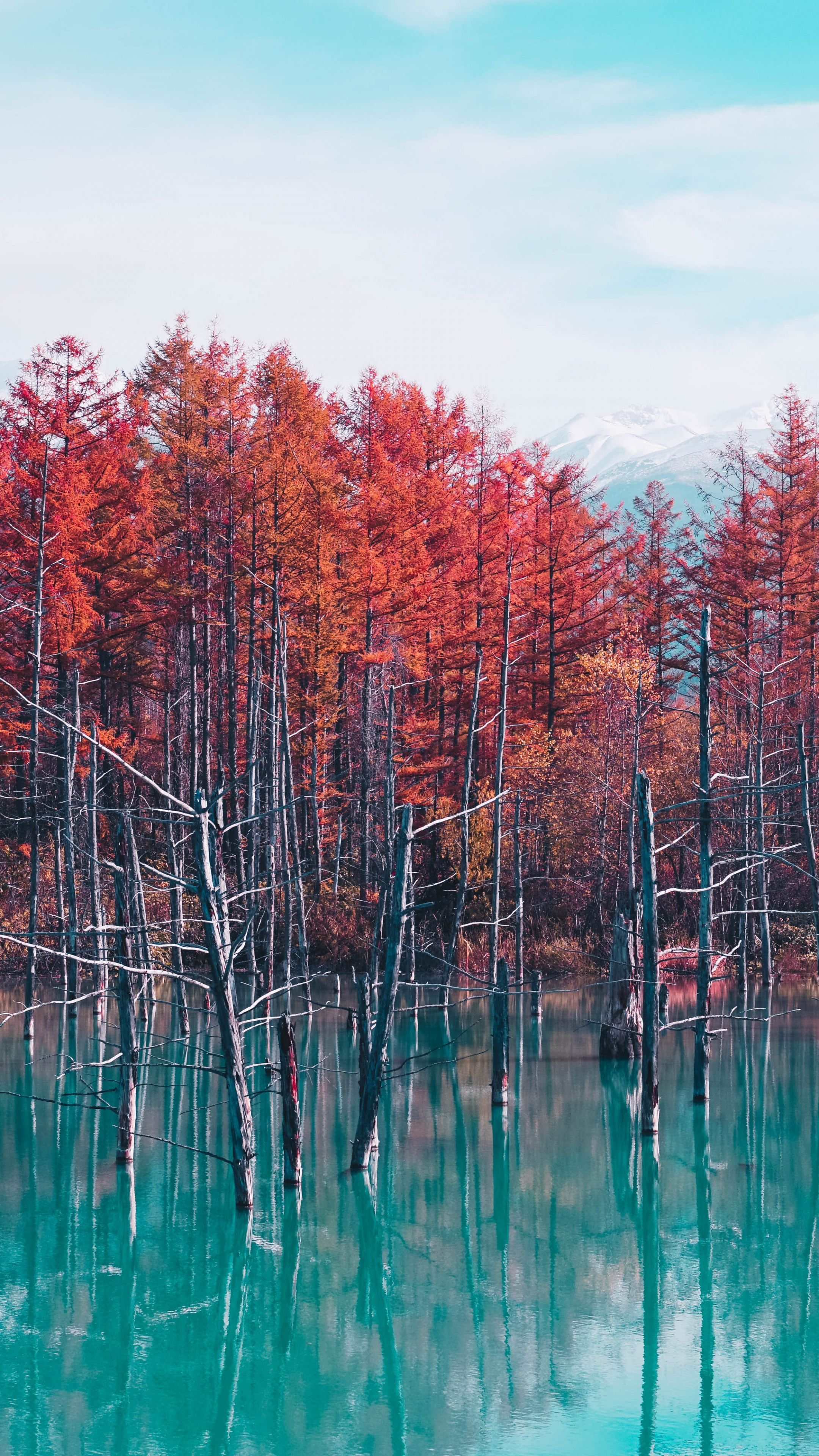 2160x3840 Shirogane Blue Pond Wallpaper 4K, Hokkaido, Japan, Red Trees
