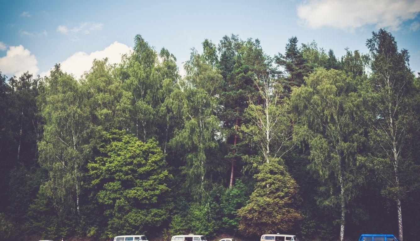 1336x768 trees, forest, vans HD Laptop Wallpaper, HD Nature 4K
