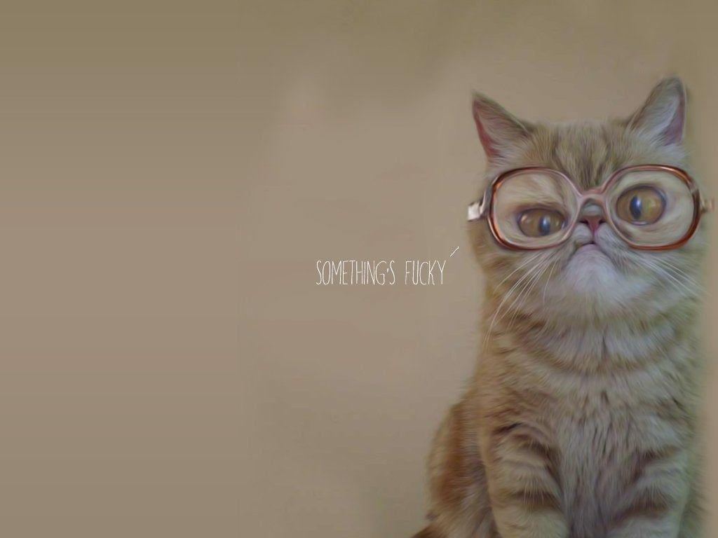 1024x768 Bubbles cat Wallpaper [1024 x 768]