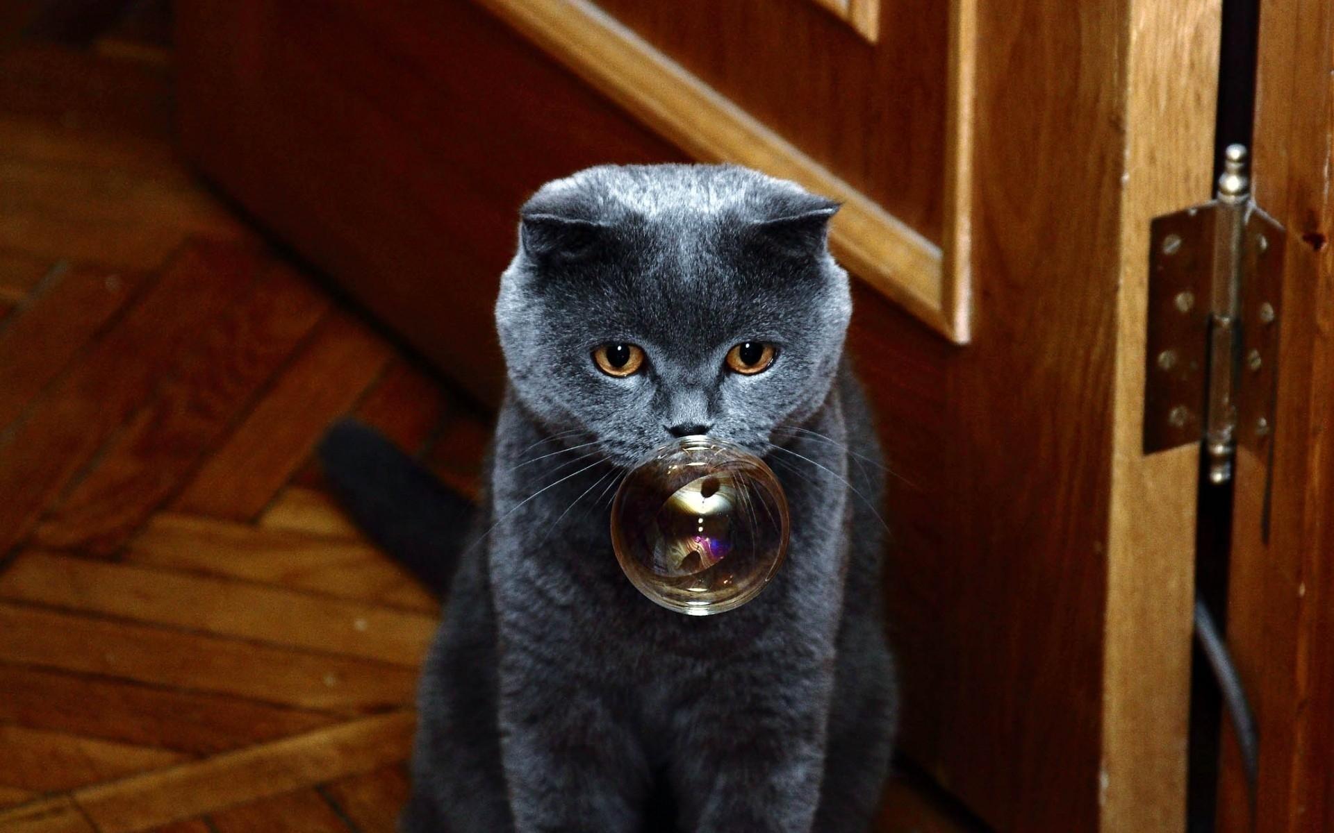 1920x1200 Bubble Cat HD desktop wallpaper : Widescreen : High Definition