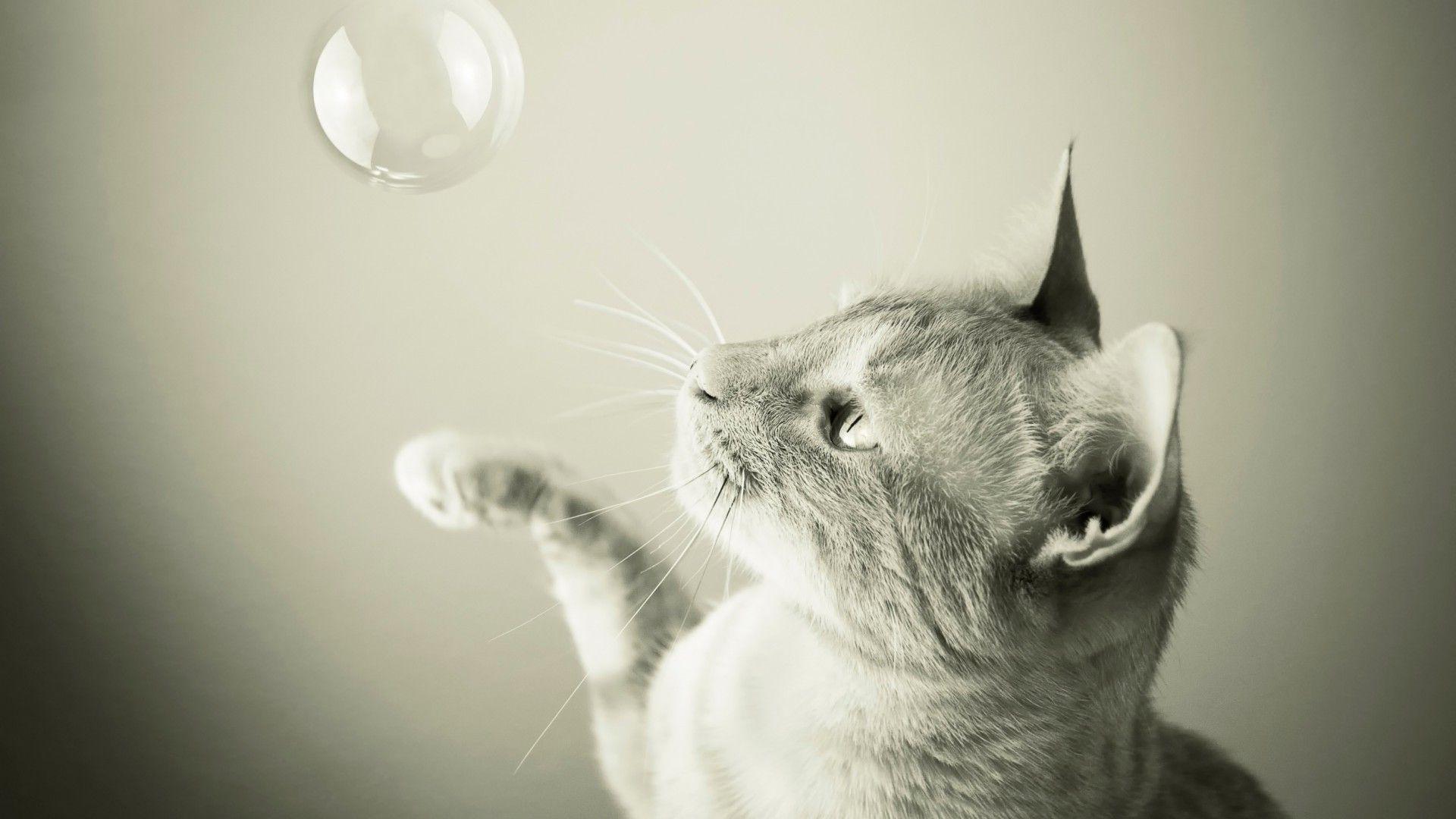 1920x1080 monochrome, Cat, Animals, Bubbles Wallpaper HD / Desktop