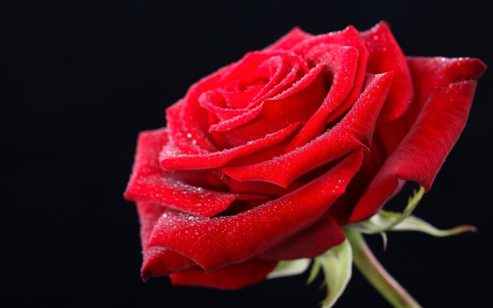 1600x1000 Beautiful Rose Wallpaper Desktop #h748833. Flowers HD Wallpaper