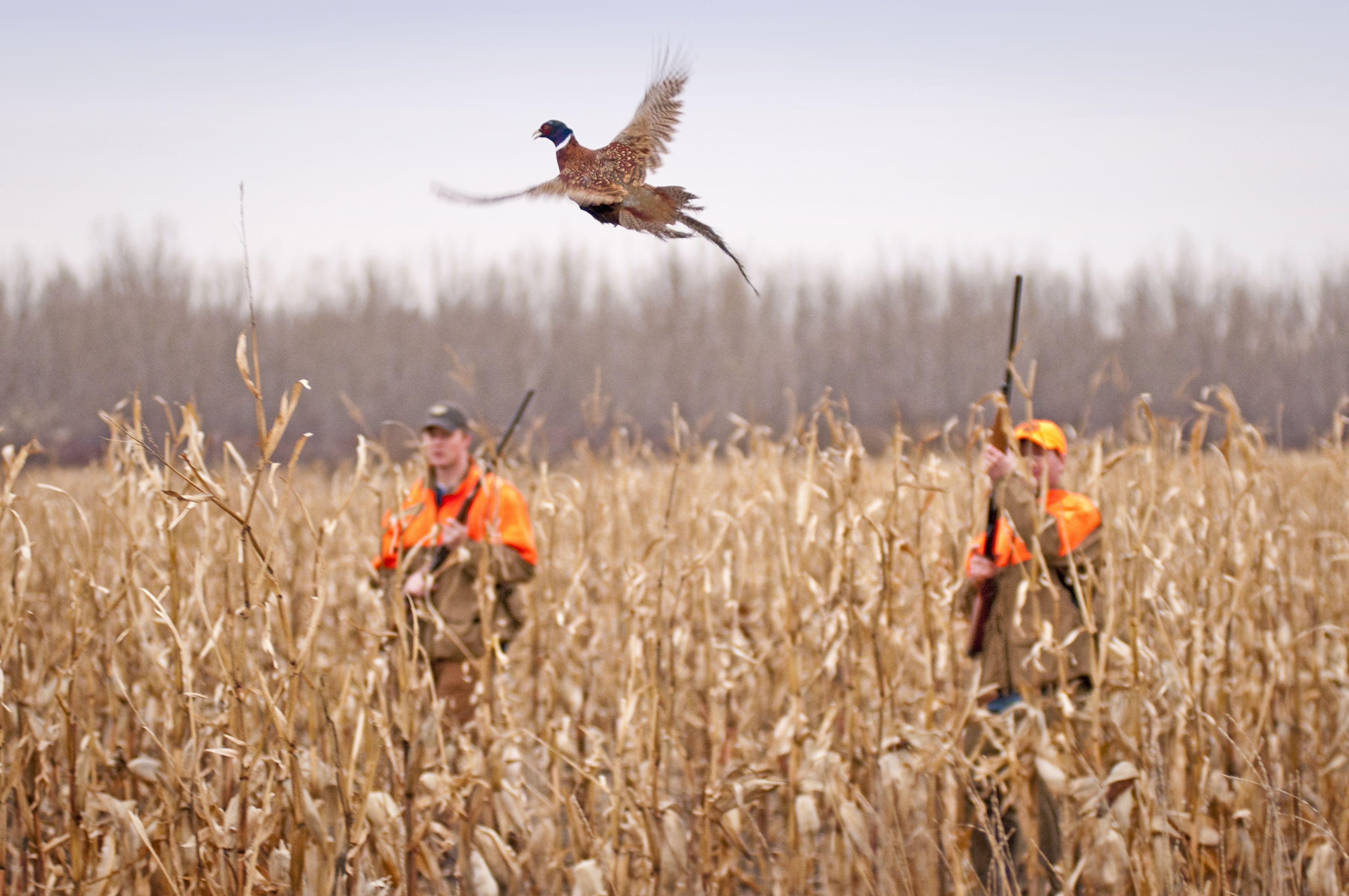 Upland Bird Hunting Wallpapers - Top Free Upland Bird Hunting