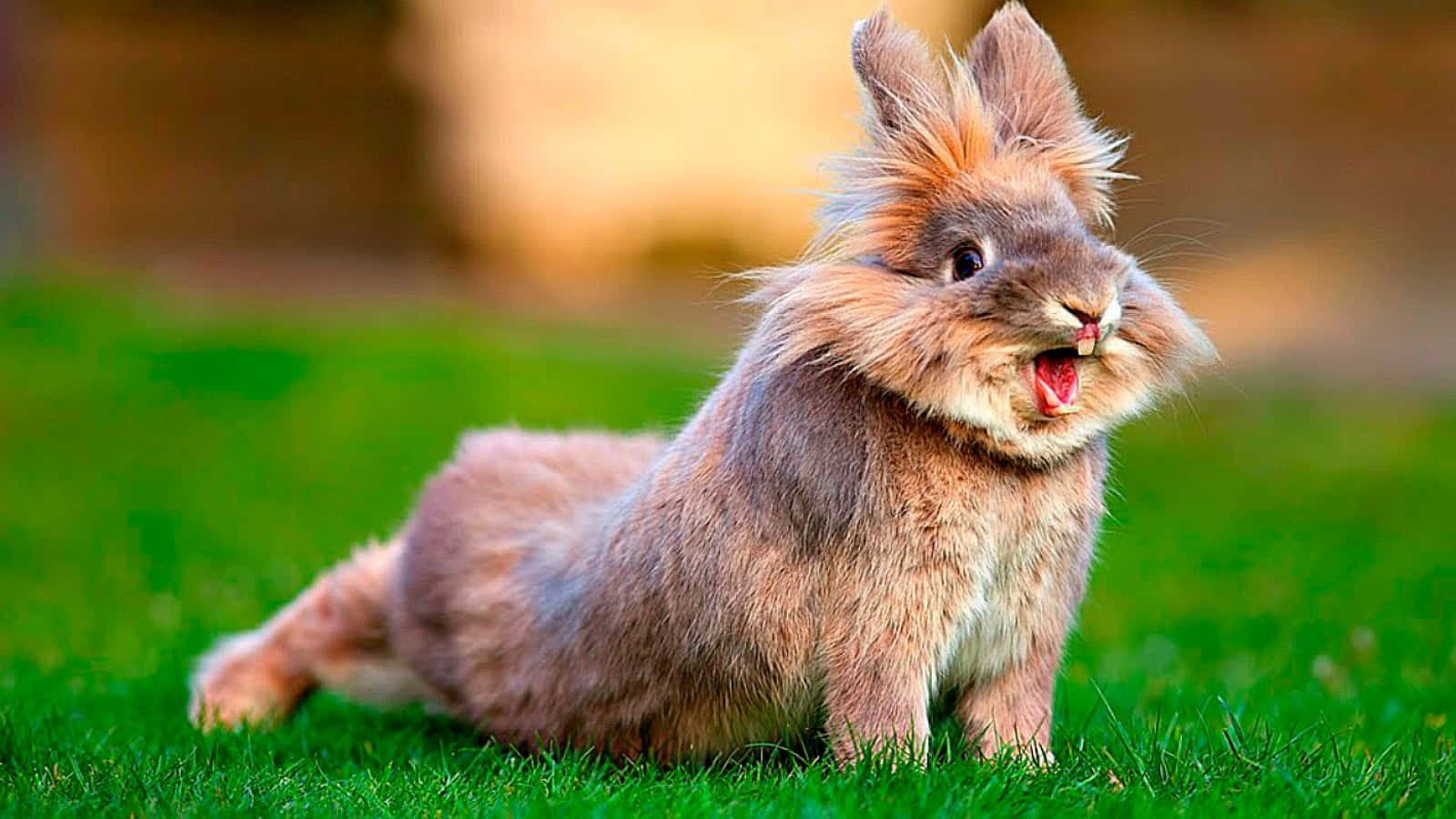 1600x900 Download Funny Cute Bunny Picture Grass