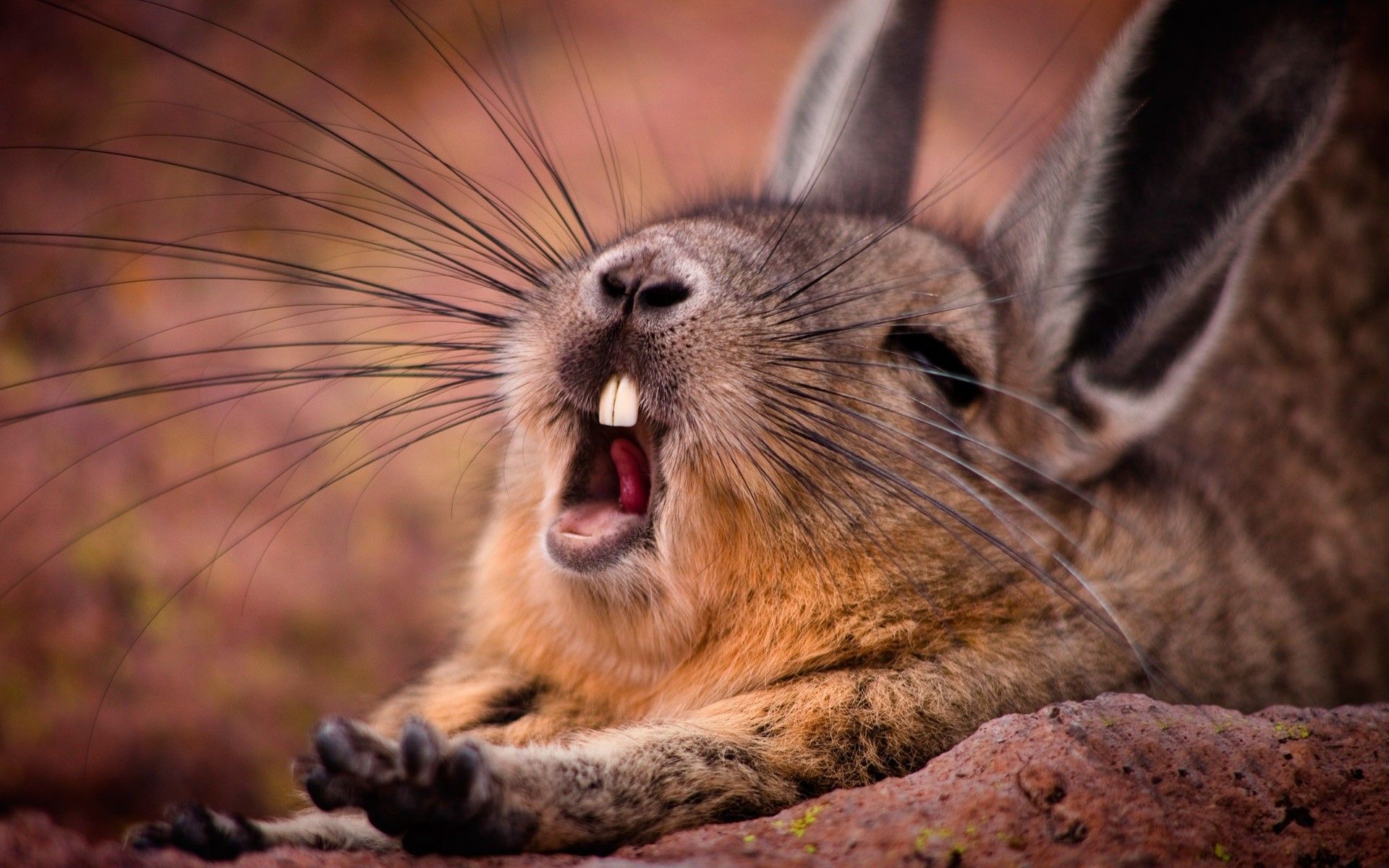 1920x1200 Funny Bunny Wallpaper
