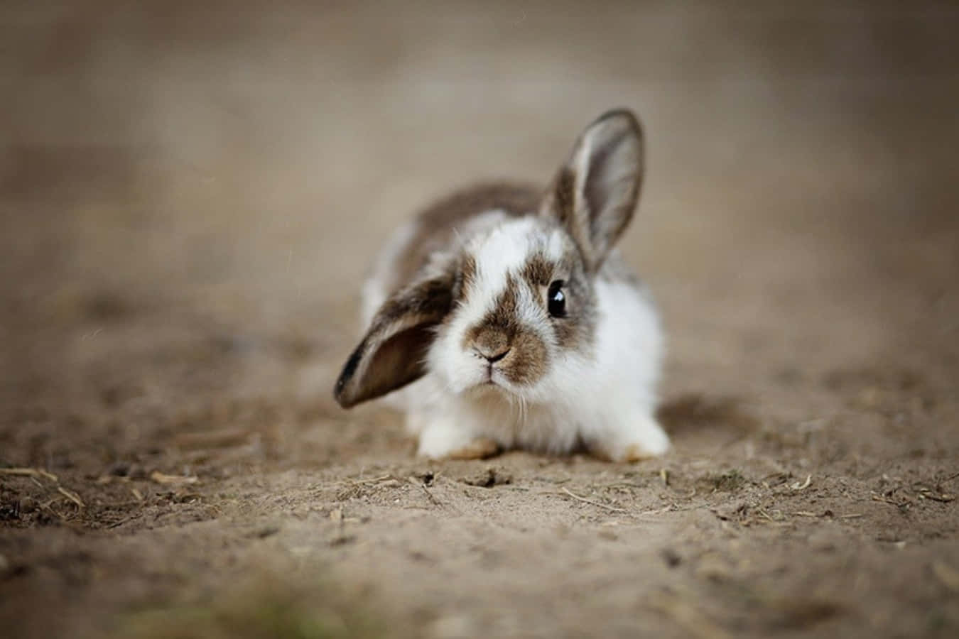 1350x900 Download Cute Funny Bunny Ear Picture