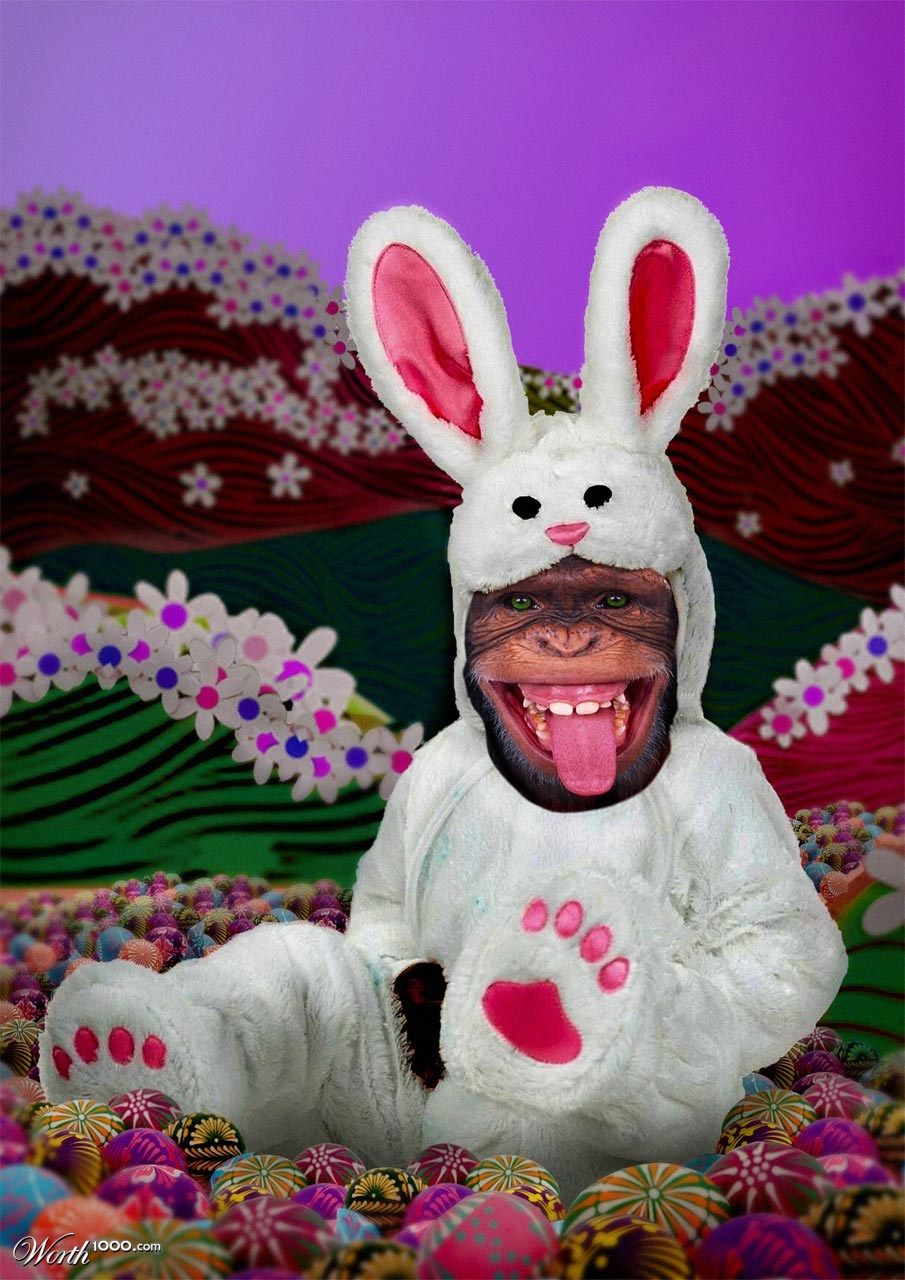 905x1280 Funny Bunny