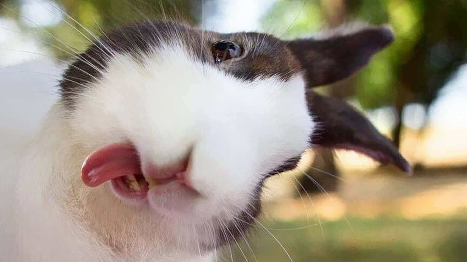 1600x900 Funny Bunny Picture