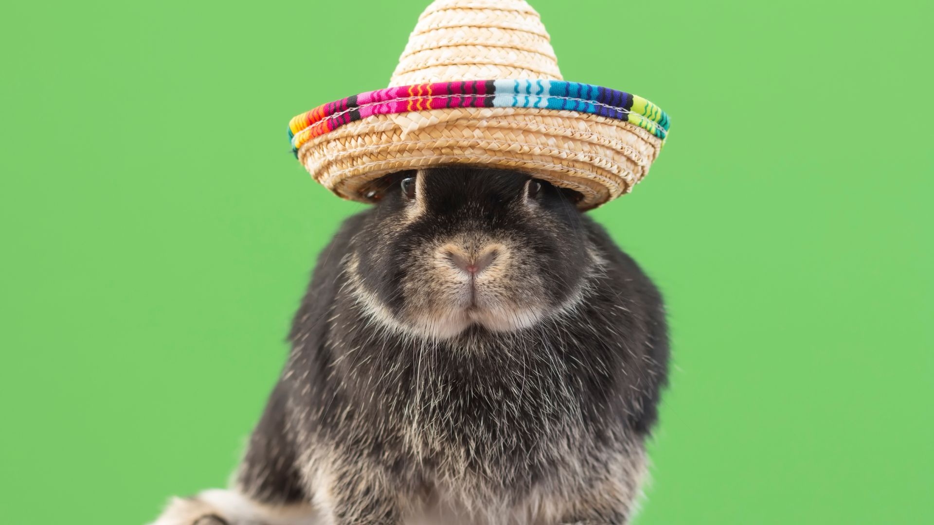 1920x1080 Funny Rabbit Jokes That Are Downright Hare Larious