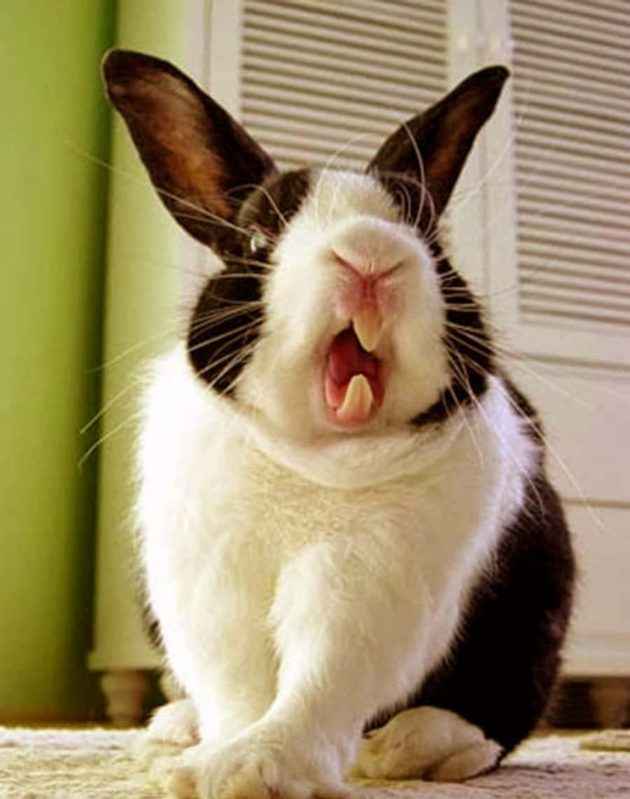 900x1140 Download Adorably Hilarious Bunny in Action