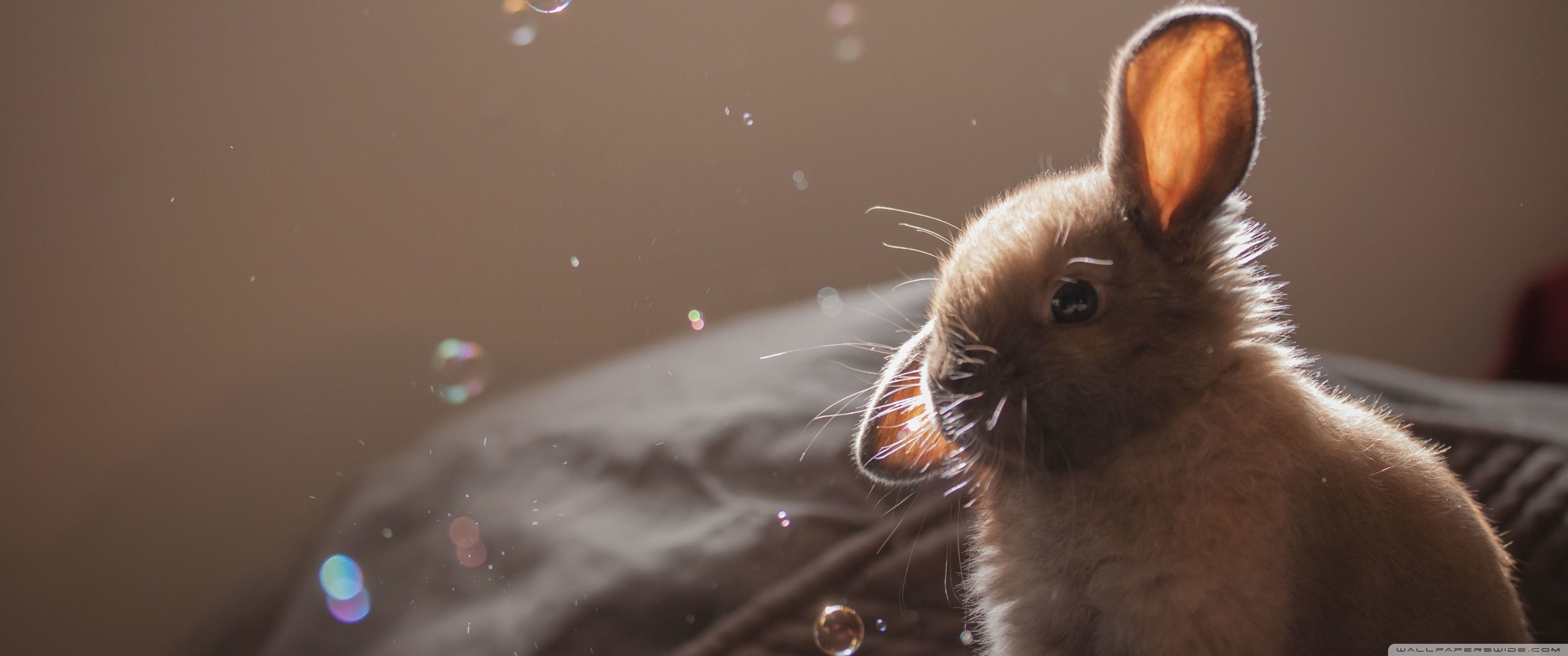 3440x1440 Cute Bunny Funny Face 4K UHD Wallpaper for UltraHD Desktop and TV : Widescreen and UltraWide Display : Smartphone and Tablet Devices