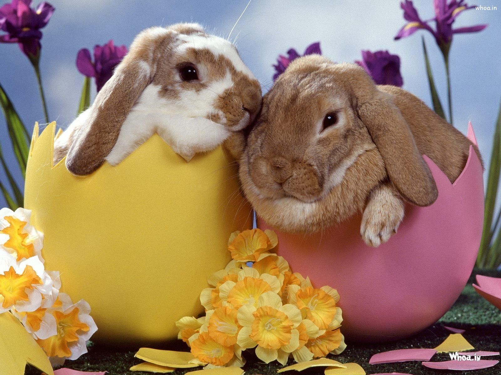 1600x1200 Funny Rabbit Wallpaper