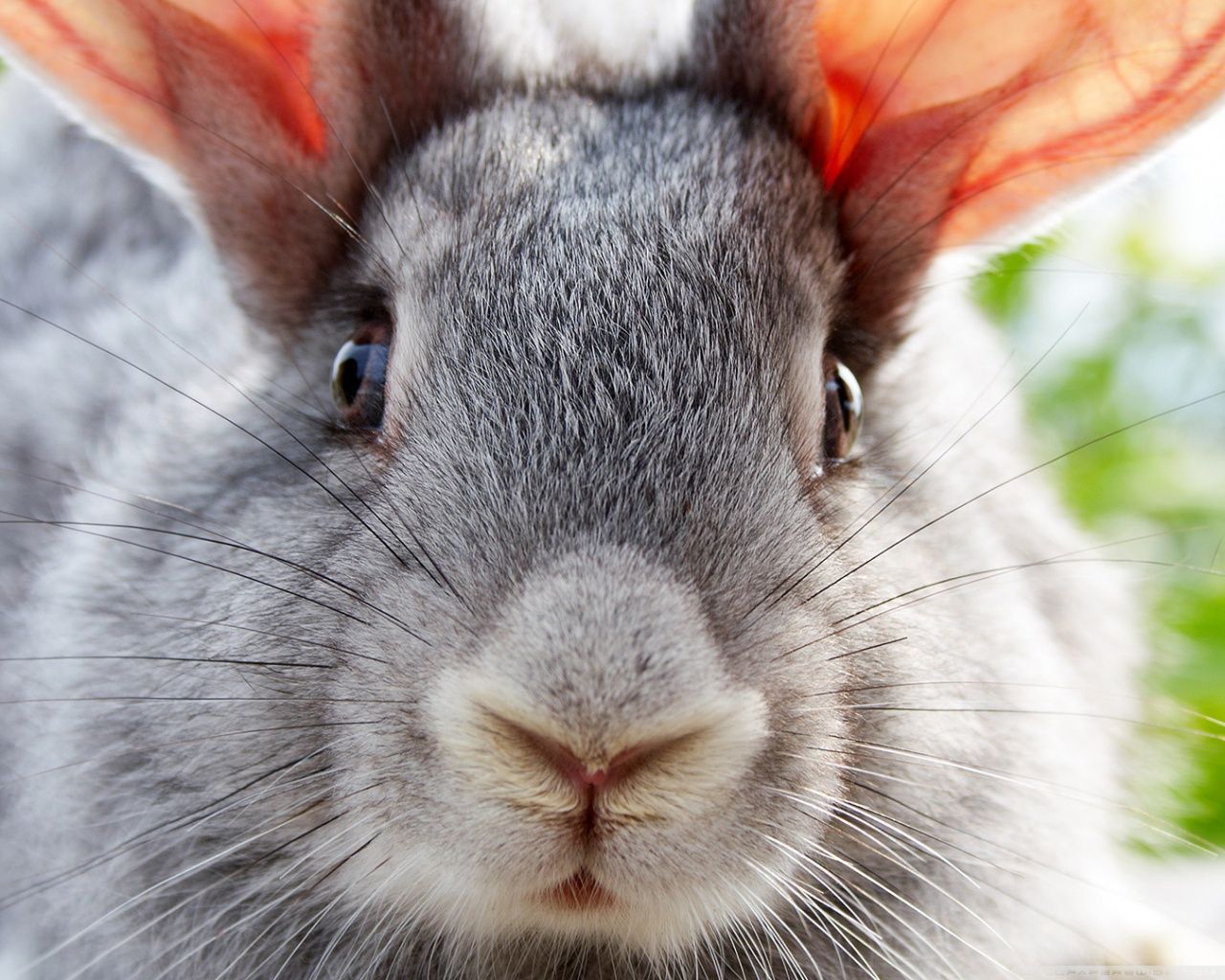 1280x1024 Funny Bunny 4K UHD Wallpaper for UltraHD Desktop and TV : Widescreen and UltraWide Display : Smartphone and Tablet Devices