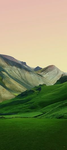 236x524 Vivo V40 Pro Wallpaper