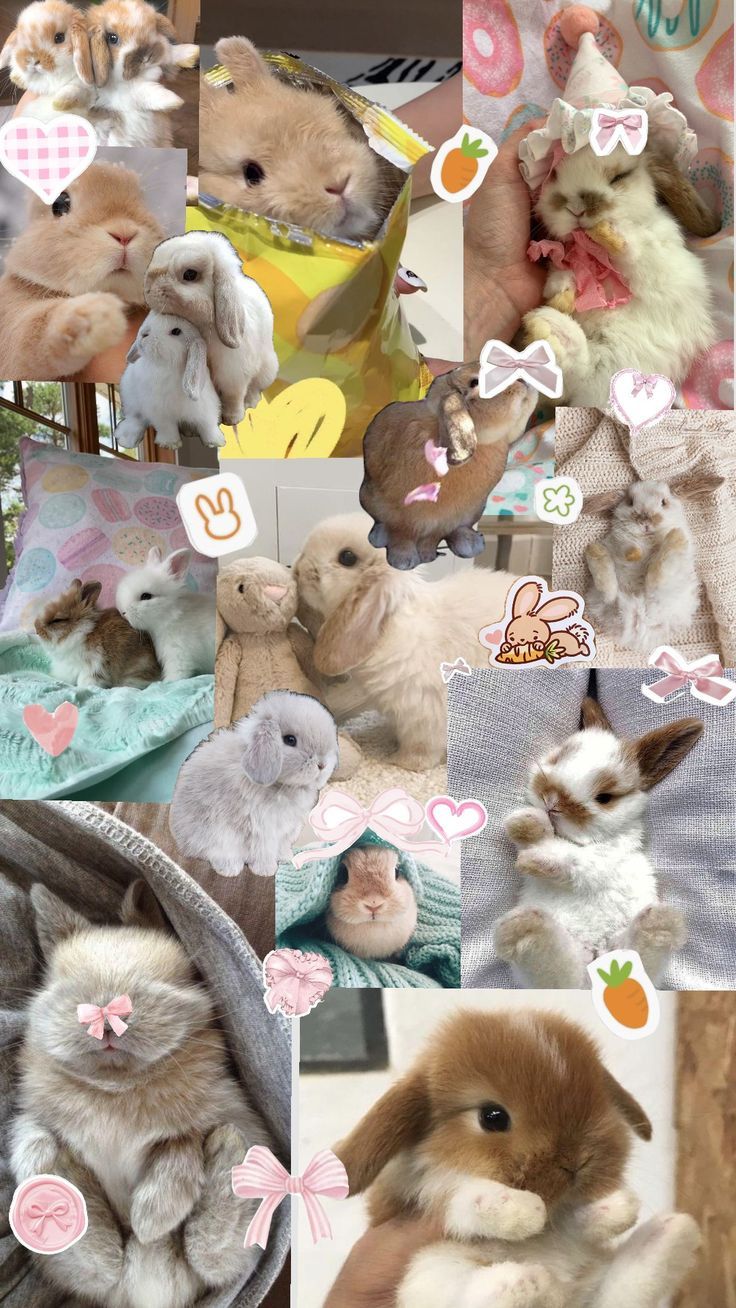 736x1308 bunny wallpaper !!