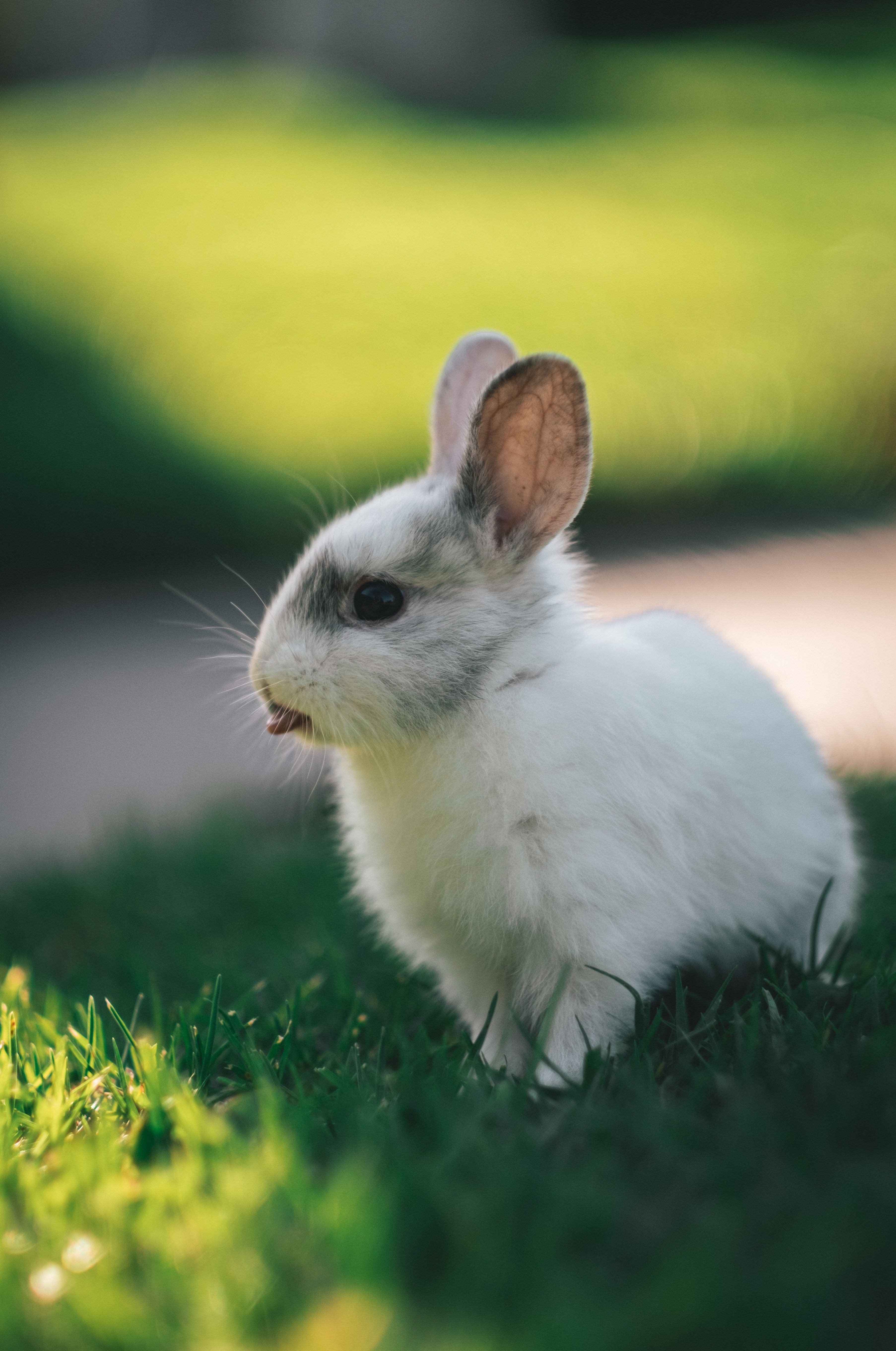 3611x5441 Phone wallpaper: Rabbit, Funny, Animals, Protruding Tongue, Tongue Stuck Out, Hare 148364
