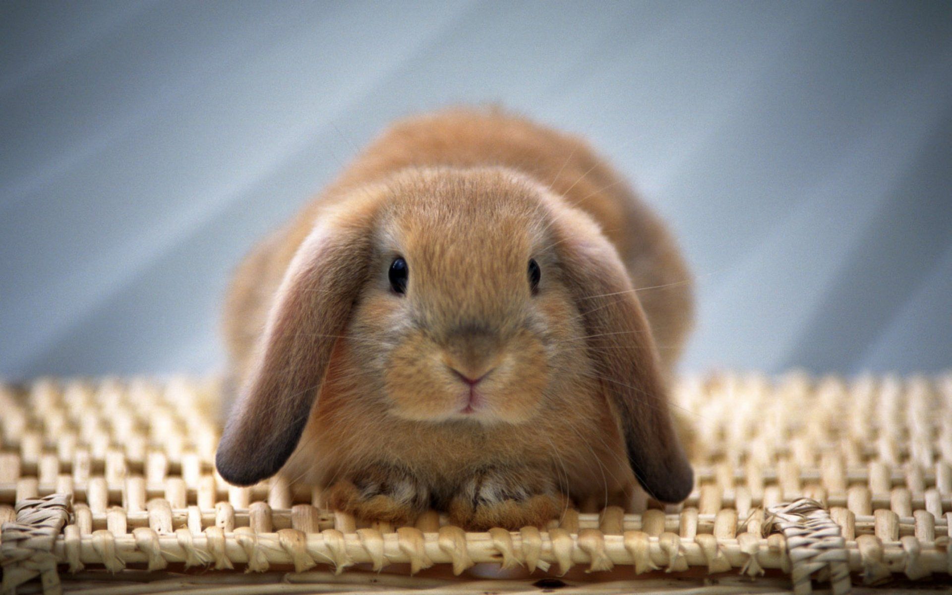 1920x1200 Adorable Rabbit HD Wallpaper