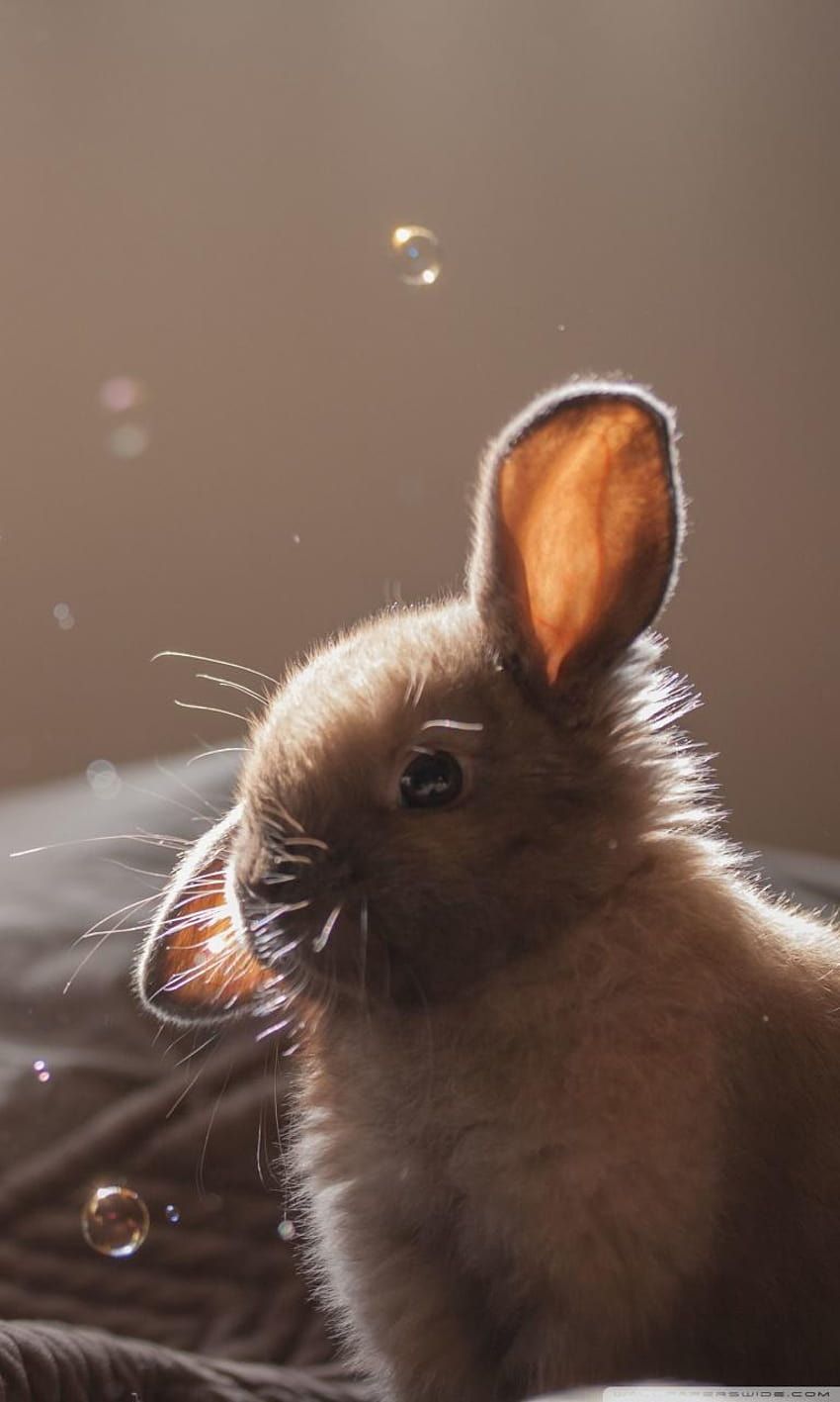 850x1417 Funny bunny face HD wallpaper