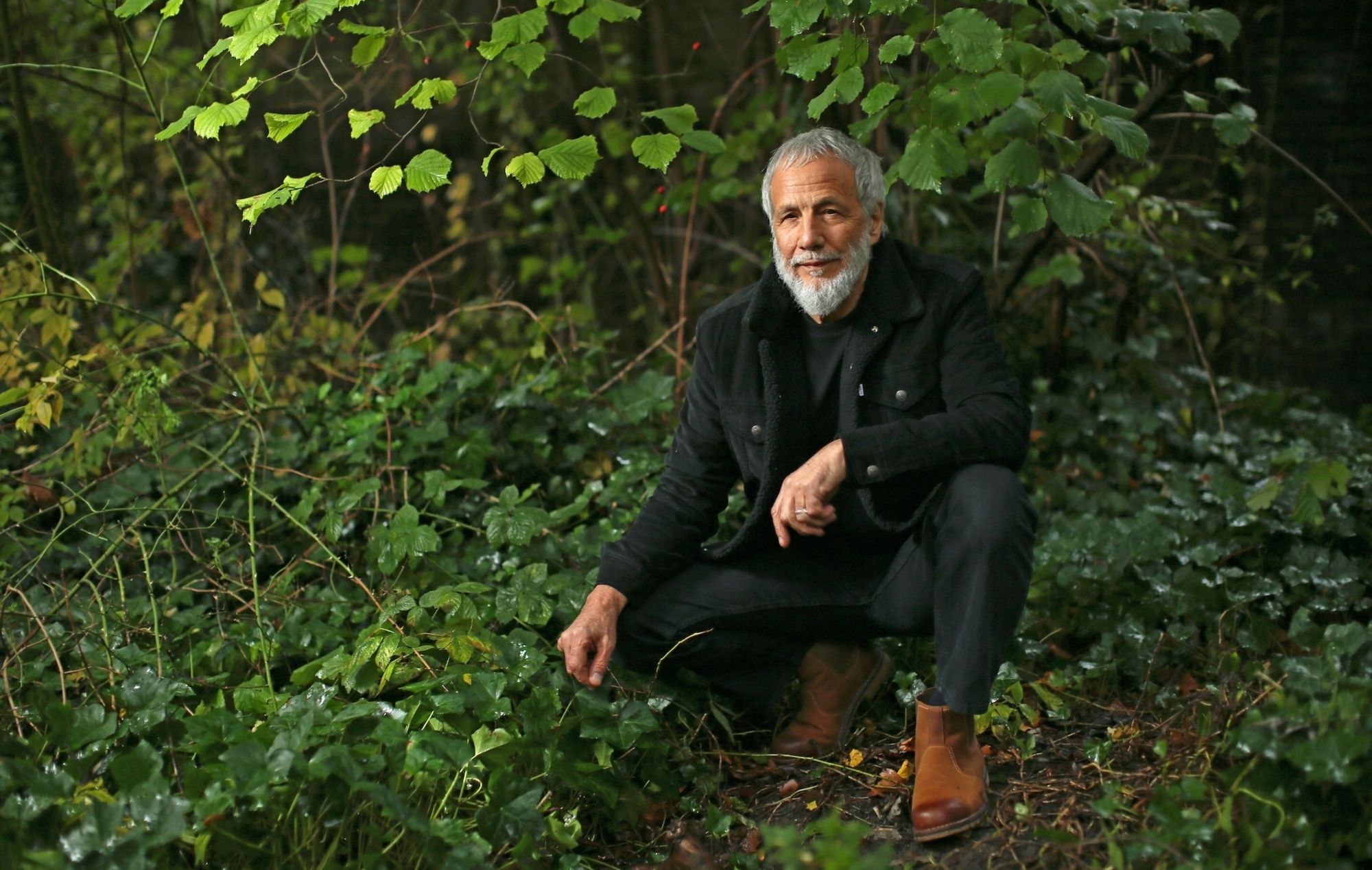 2000x1269 Cat Stevens Phone Wallpaper: Free 4K & HD Downloads