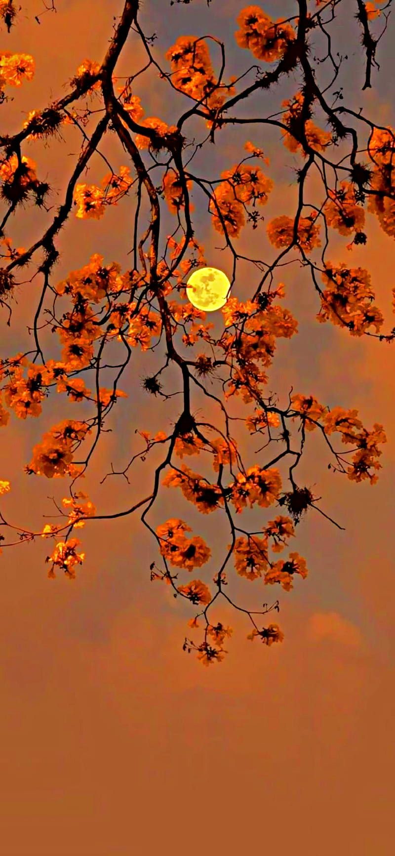 800x1733 Samsung S cherry, spring, tree, HD phone wallpaper