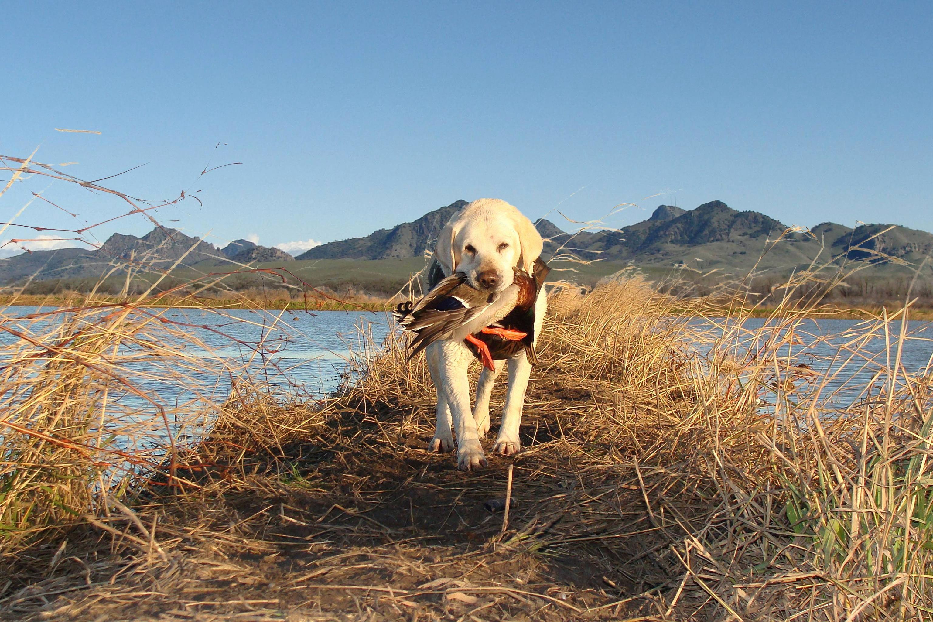 3072x2048 Hunting Wallpaper Lovely Duck Hunting Wallpaper HD Duck Hunting