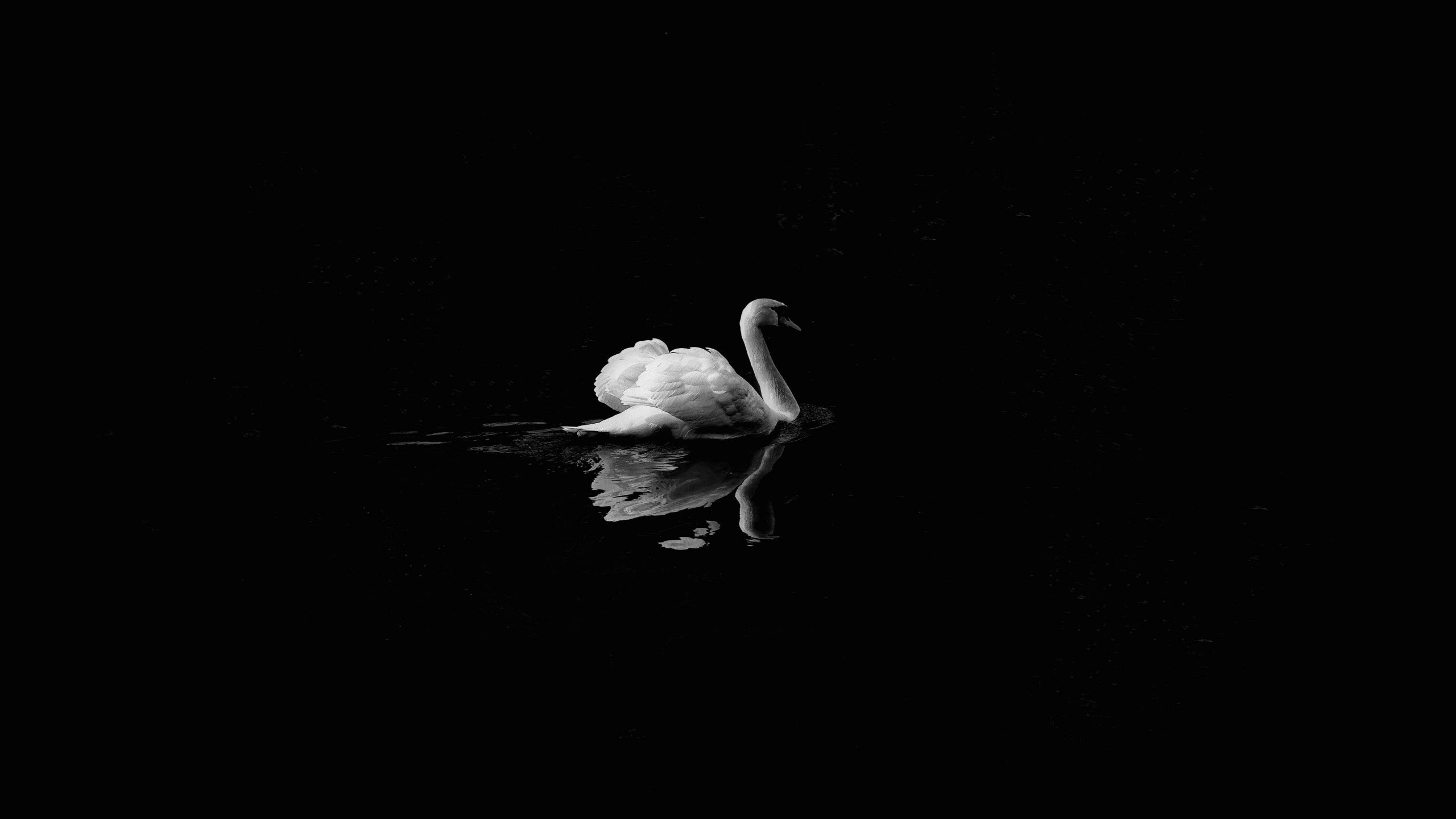 2560x1440 White Swan On Body Of Water Floating Dark Theme Black Background 4K HD Dark Theme Wallpaper