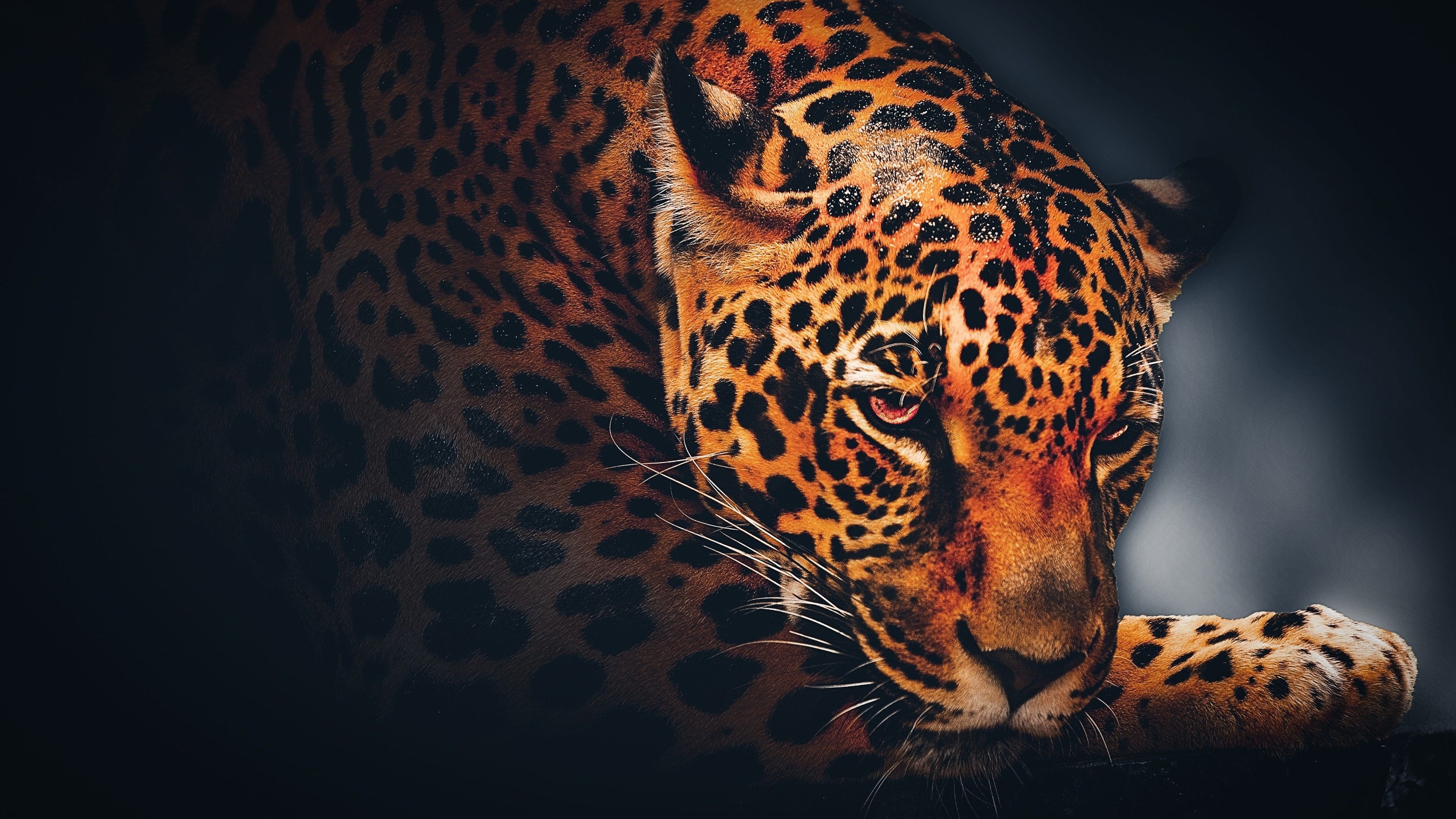 3840x2160 Jaguar Leopard Dark Theme Black Background 4K HD Dark Theme Wallpaper