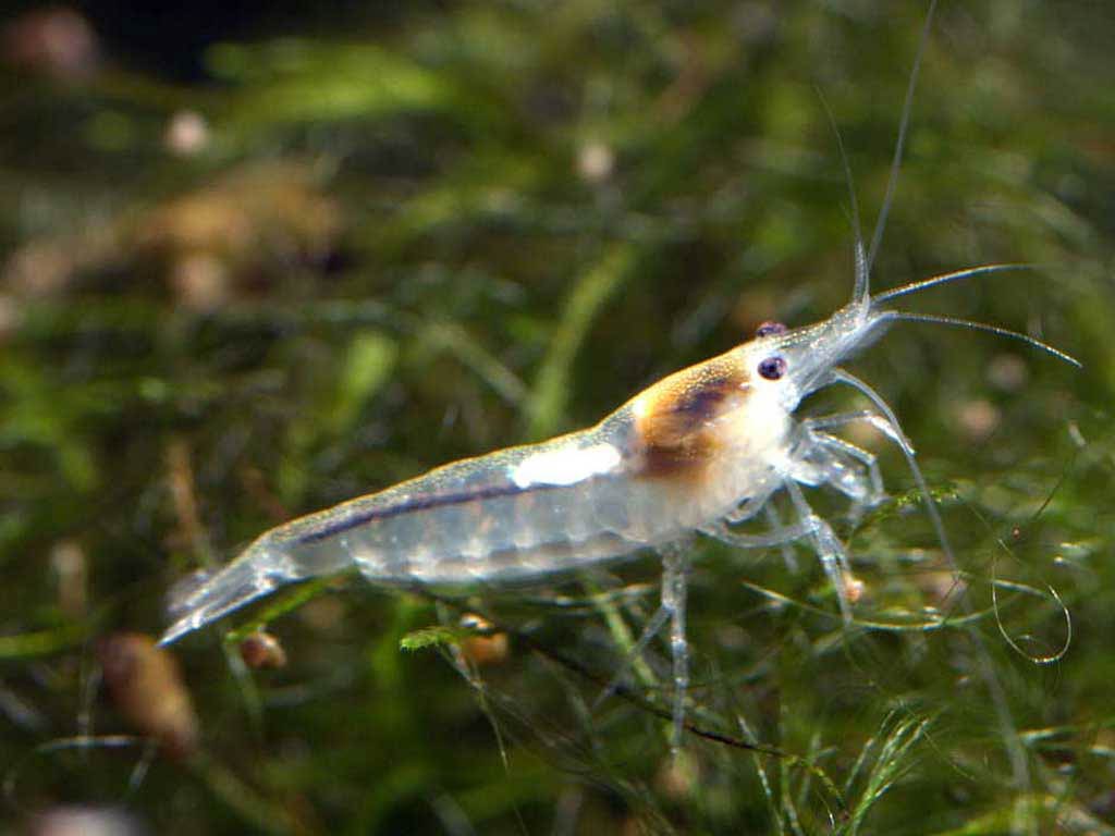 1024x768 Shrimp Wallpaper