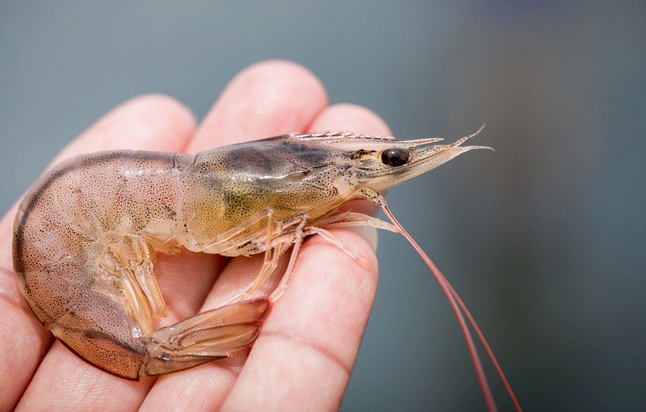 1332x850 Wallpaper man, hands, shrimp image for desktop, section еда