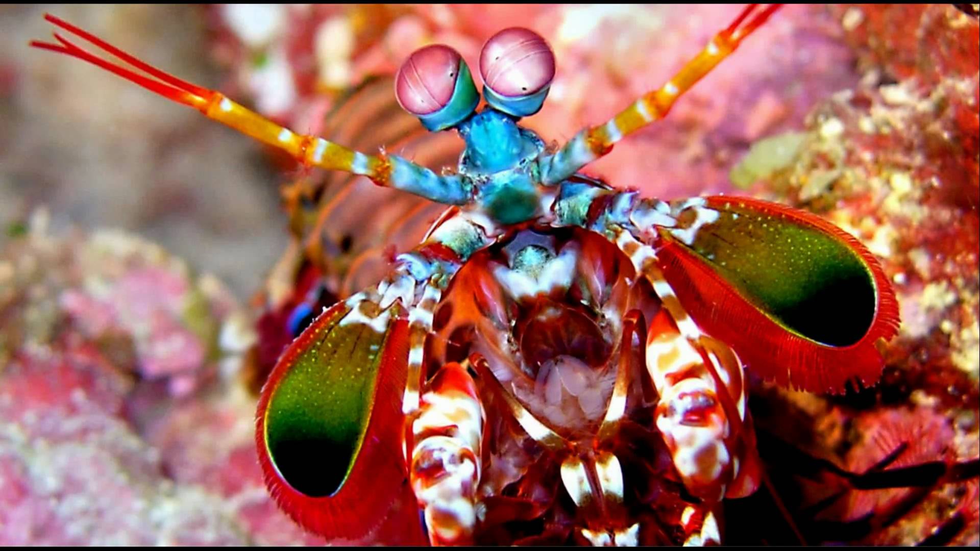 1920x1080 Mantis Shrimp HD