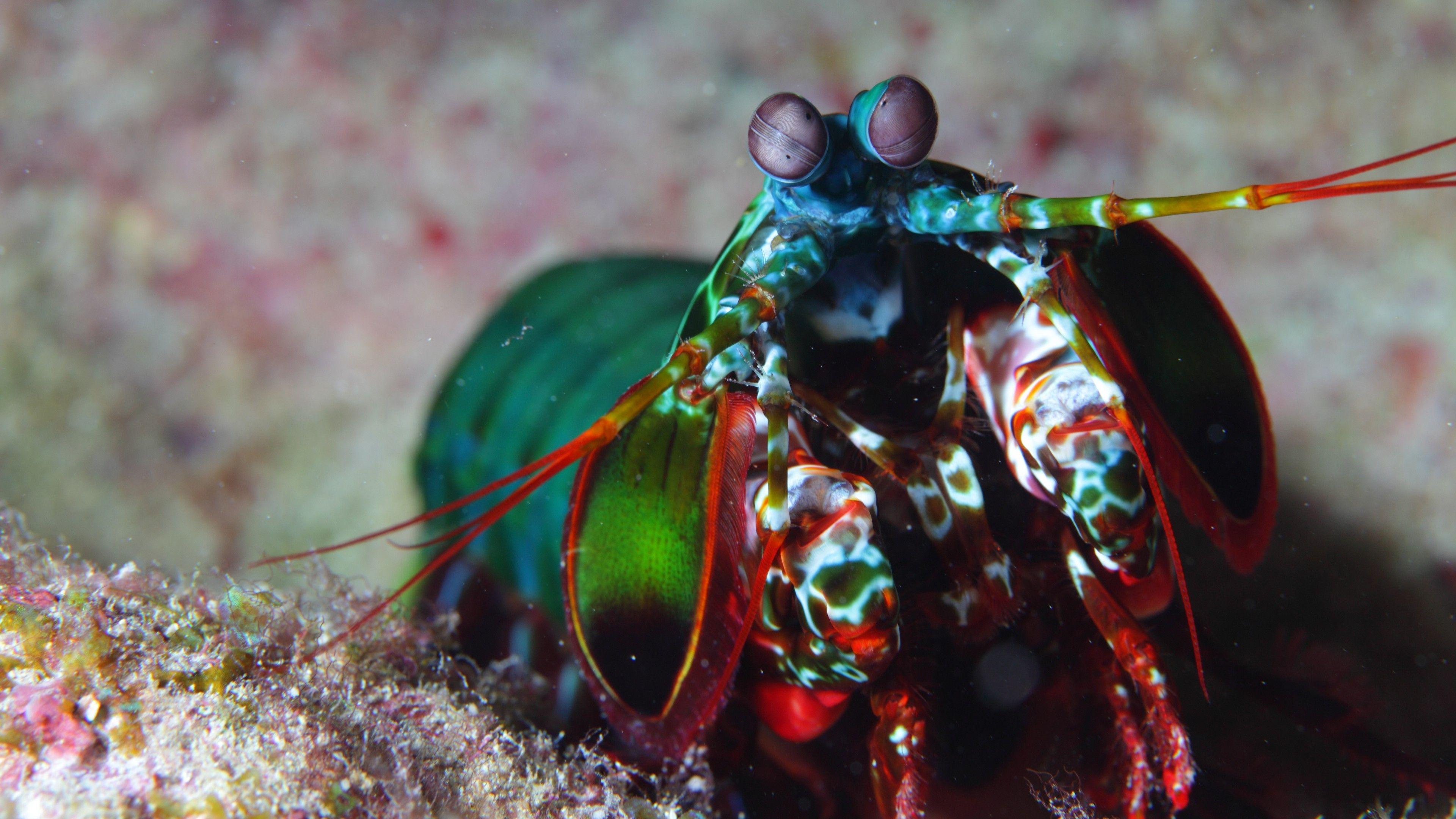 3840x2160 Wallpaper Mantis shrimp, Indian, Pacific, Ocean, Africa, Hawaii