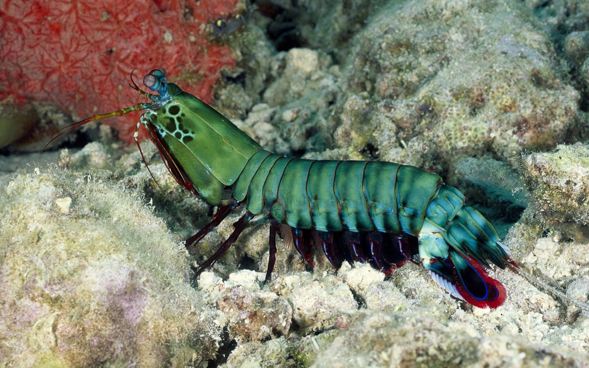 1920x1200 Shrimp HD wallpaper