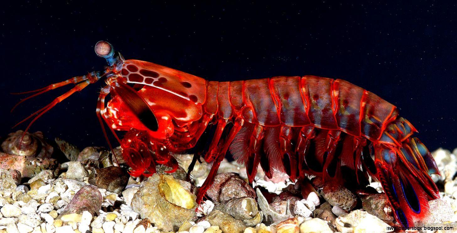 1456x743 Shrimp HD Wallpaper