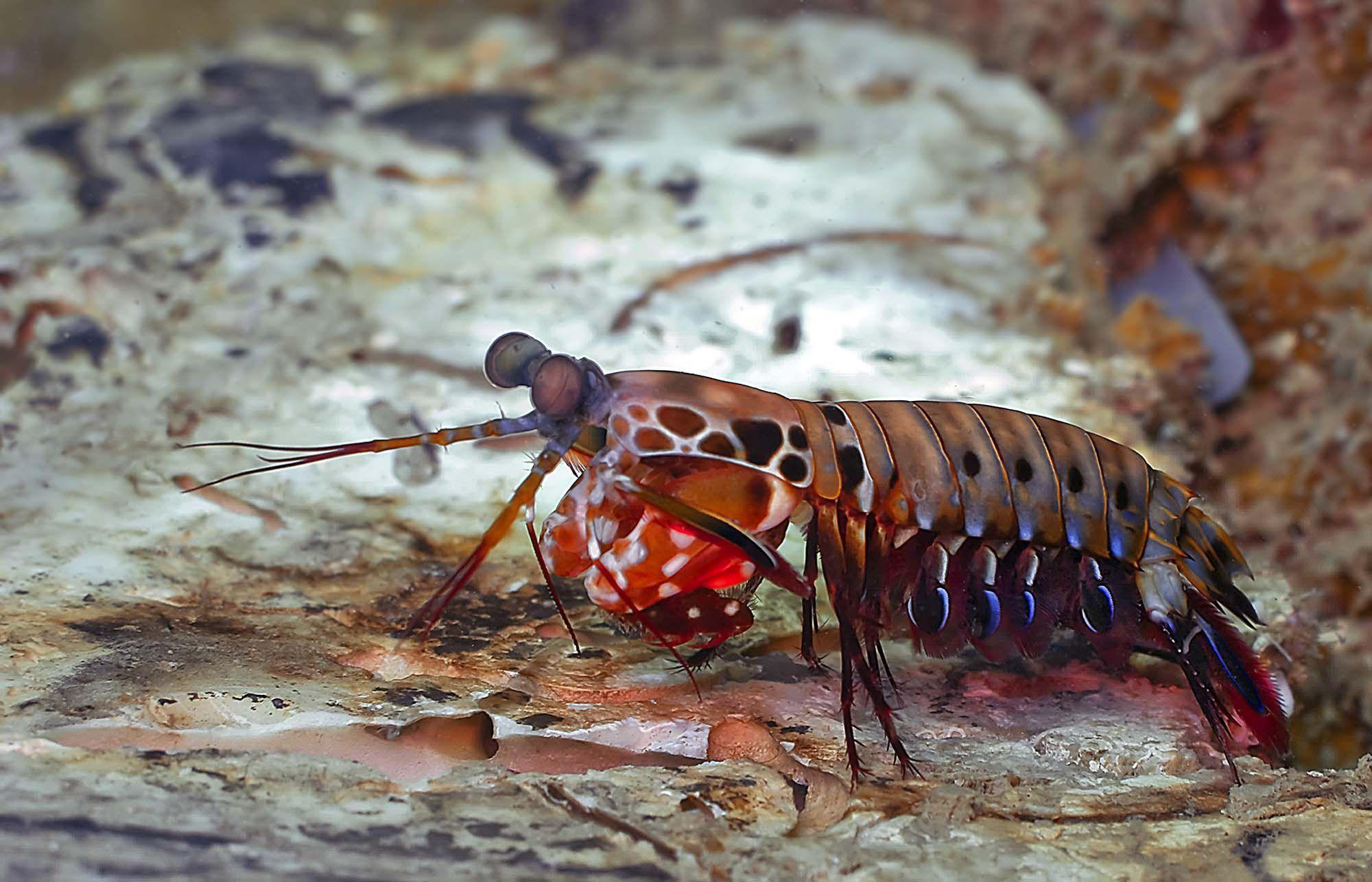 2000x1287 Mantis shrimp .com