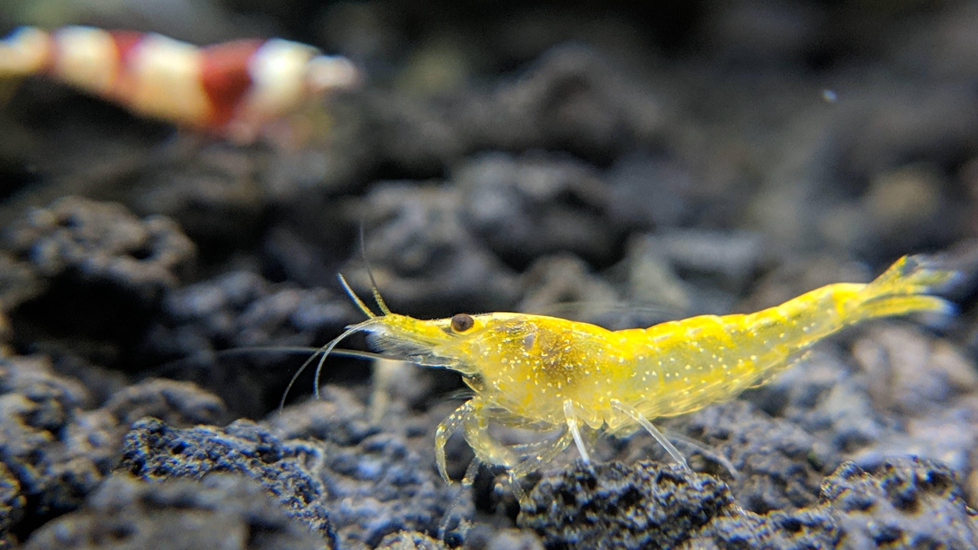 3840x2160 Shrimp High Definition 4K Wallpaper 42065