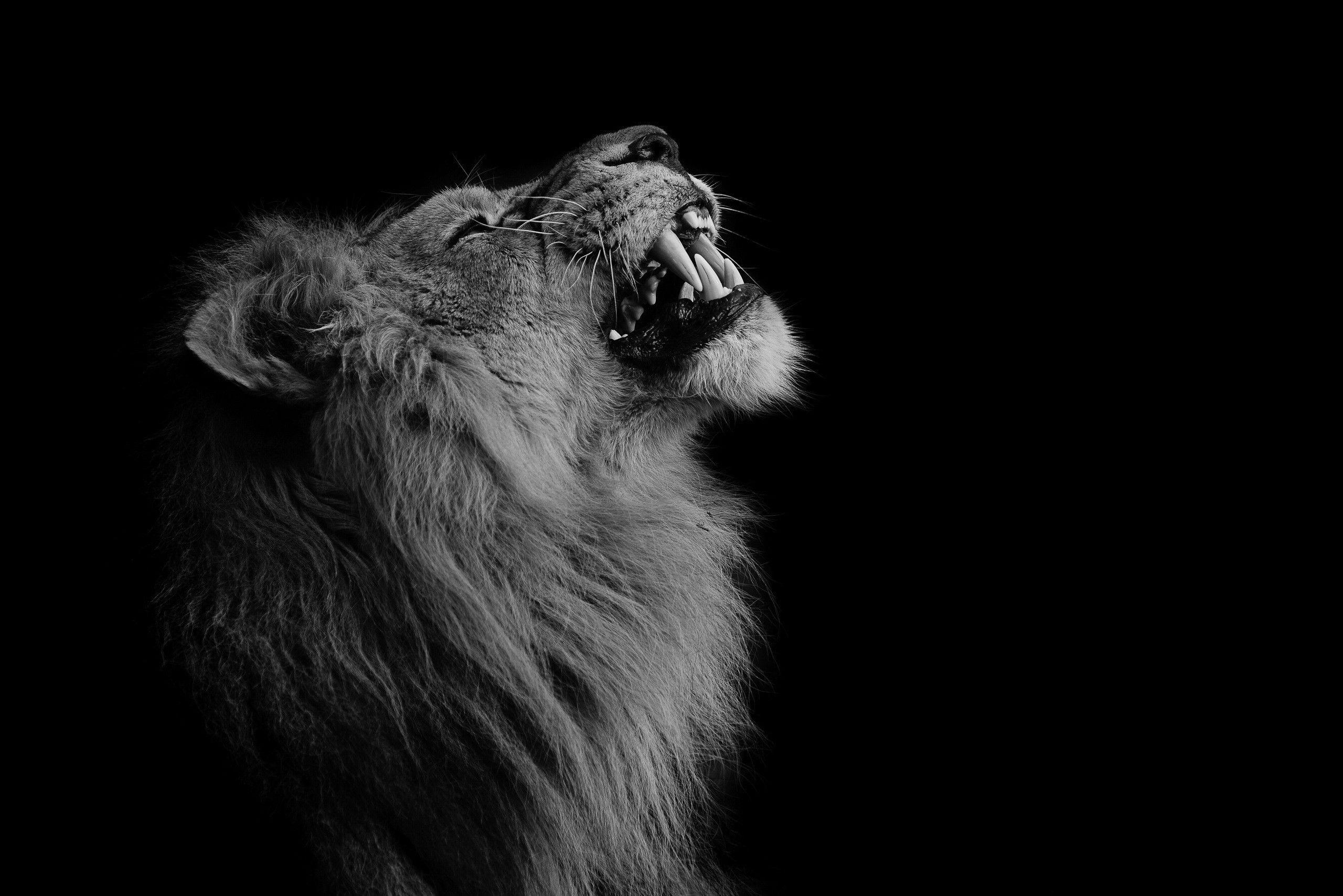 2560x1708 Lion White Background
