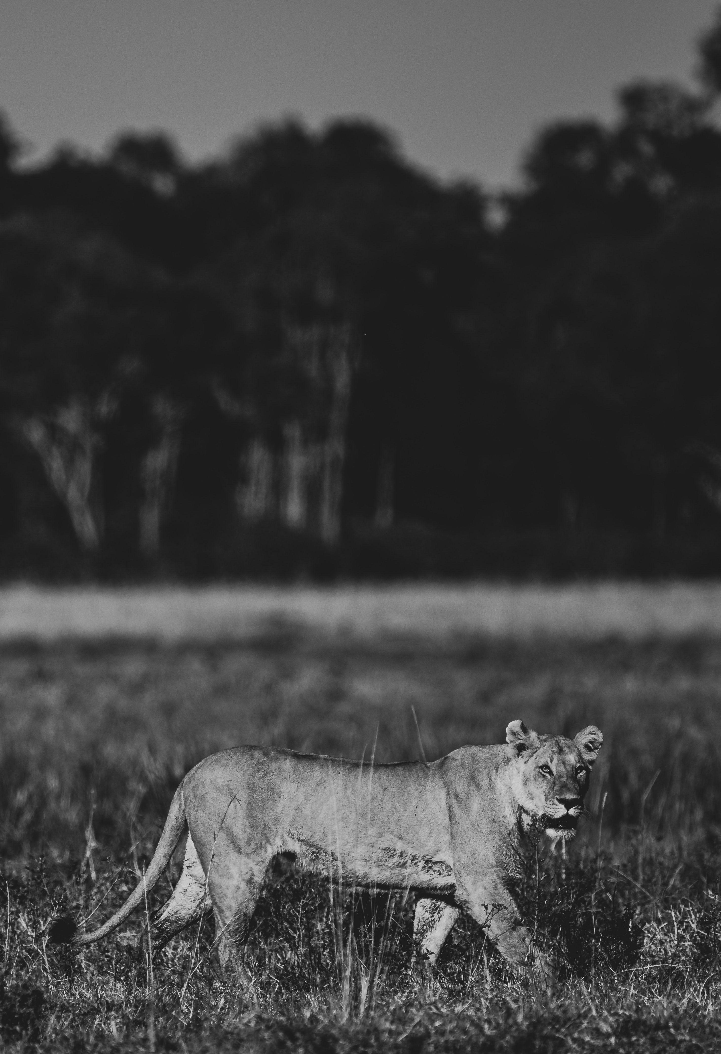 2922x4267 White Lion Picture. Download Free Image