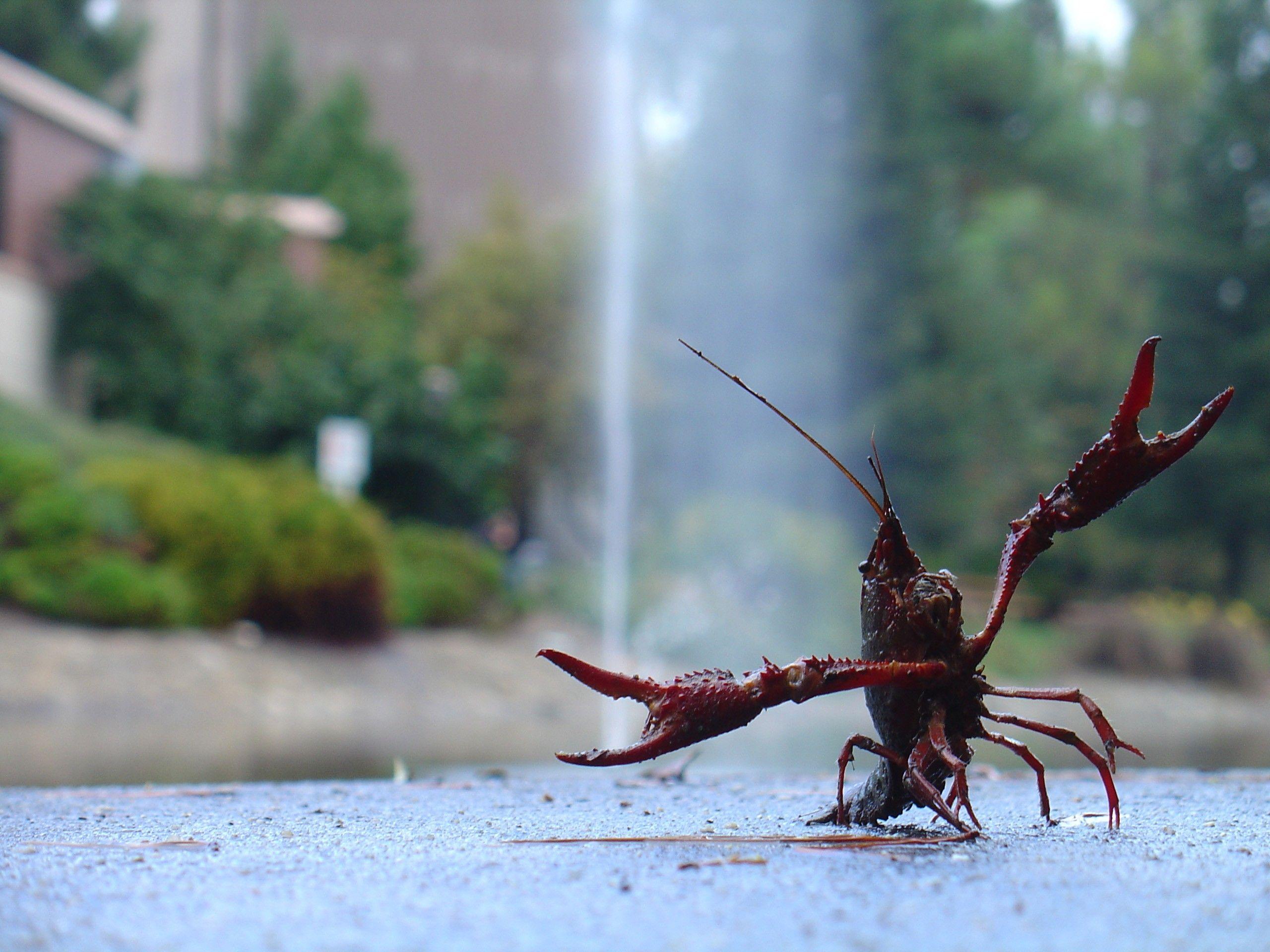 2560x1920 Download Wallpaper, Download 2560x1920 shrimp 2560x1920 wallpaper