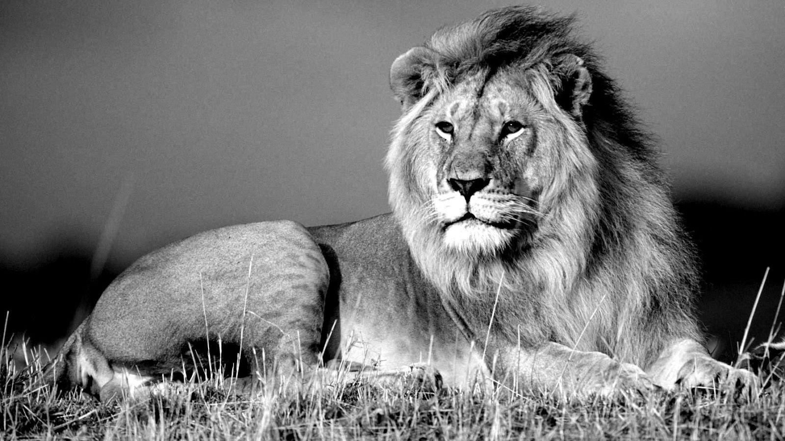 1600x900 Free download Jungle King Lion wallpaper Black and White