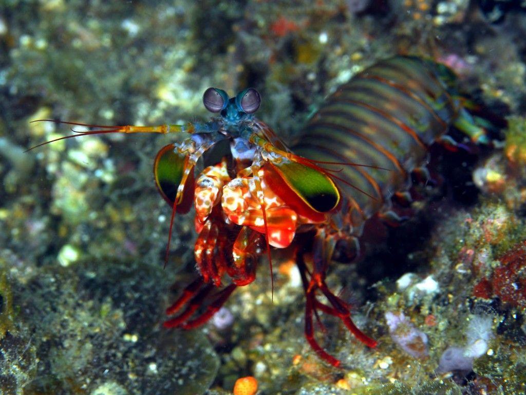 1024x768 Shrimp Wallpaper