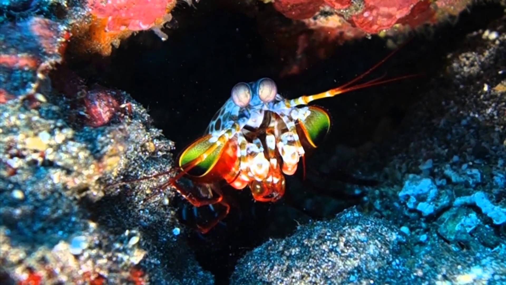 1920x1080 Mantis Shrimp Wallpaper Image Photo Picture Background