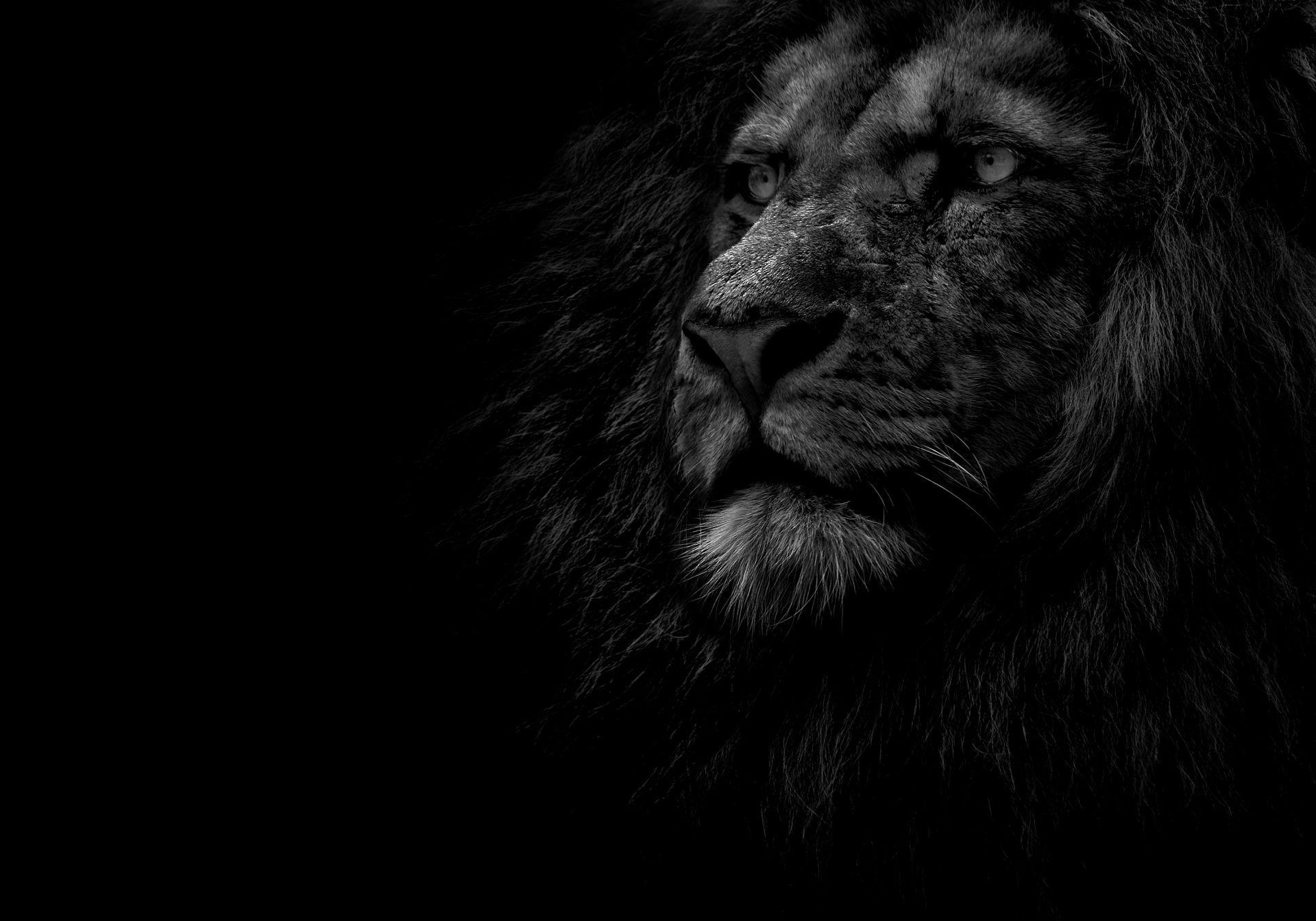 1920x1344 Lion Black and White Wallpaper