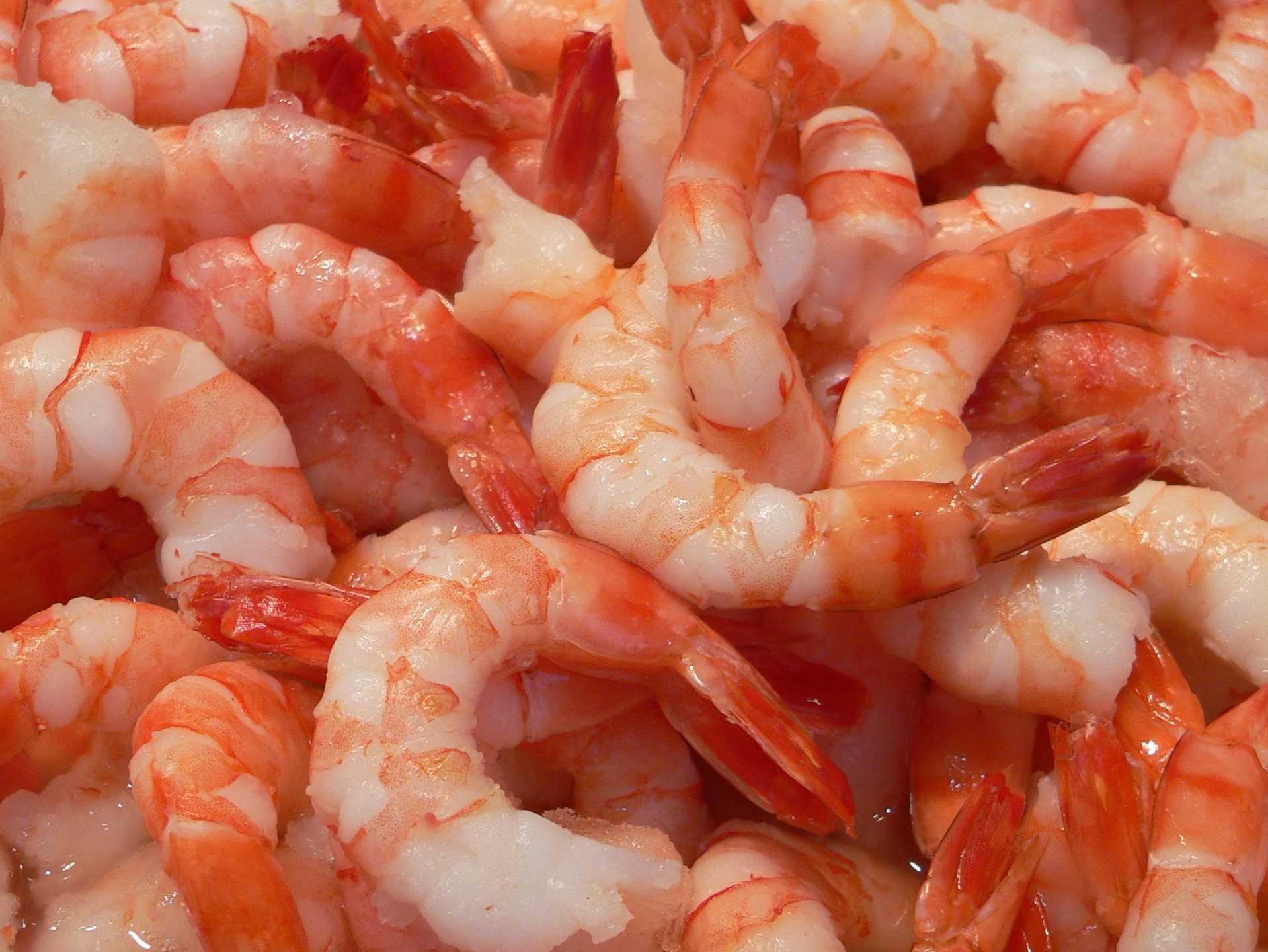 1918x1440 Shrimp wallpaper, Animal, HQ Shrimp pictureK Wallpaper 2019